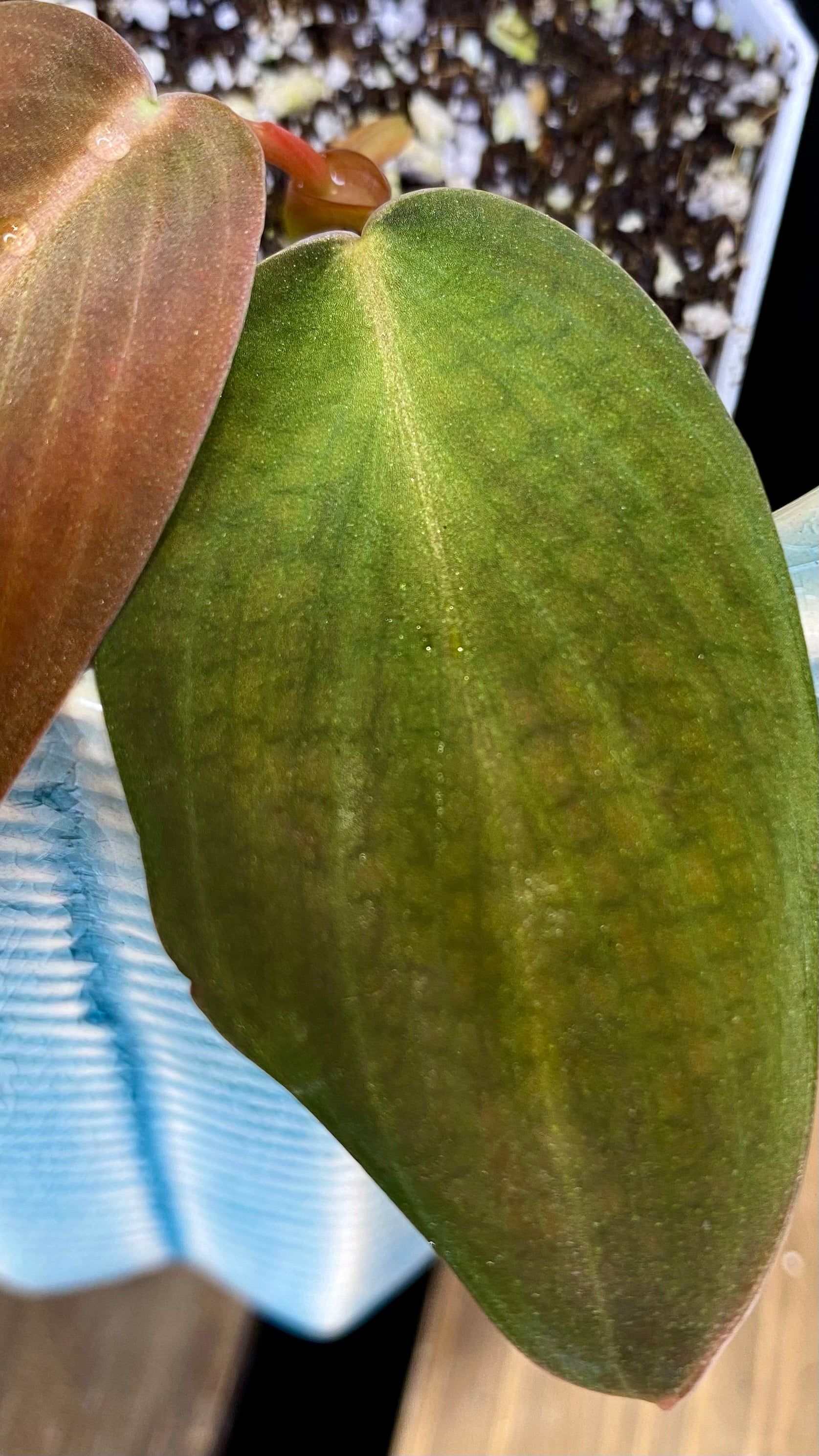 Philodendron Gigas (WP065)