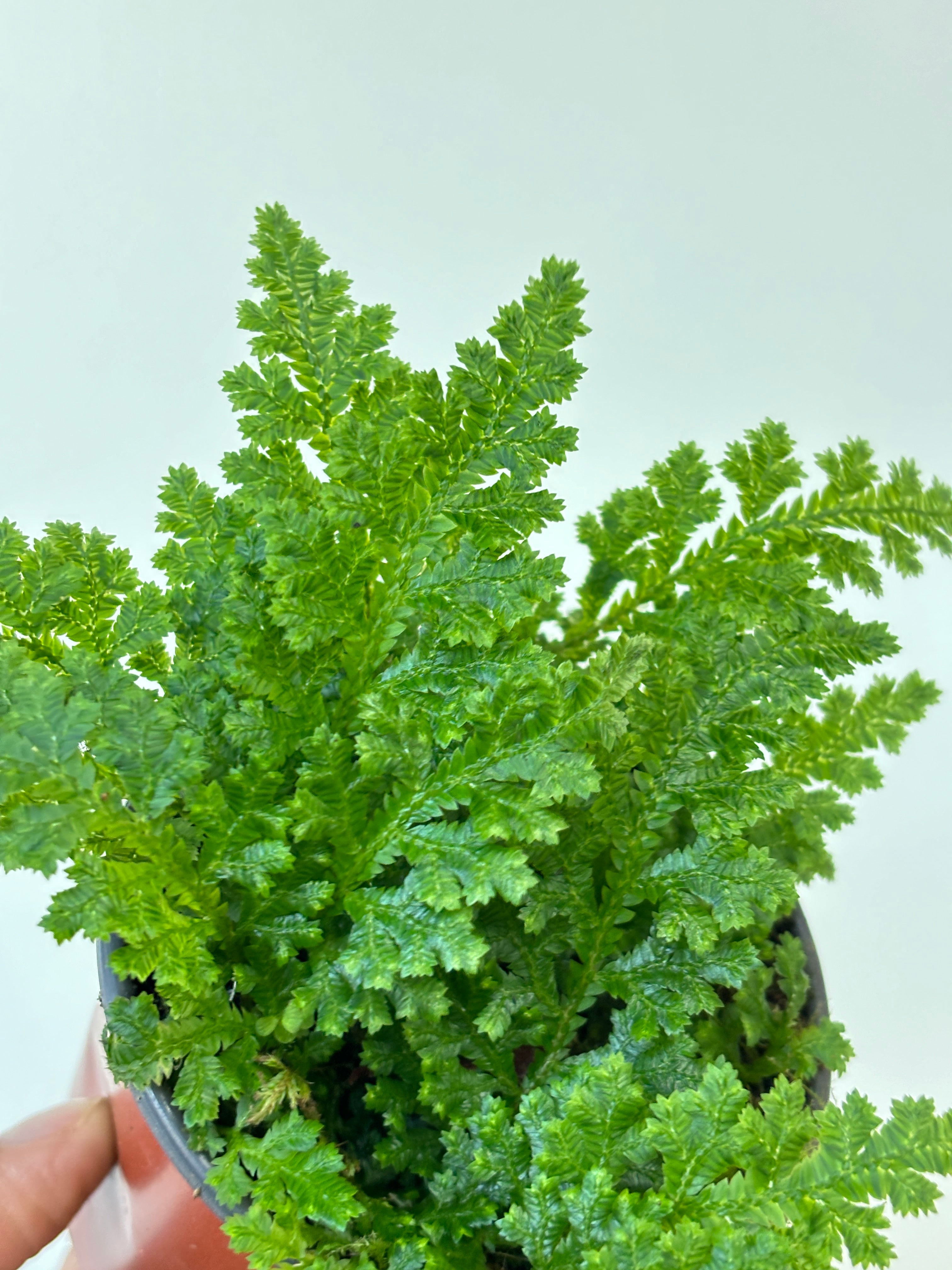 Selaginella Amazonia