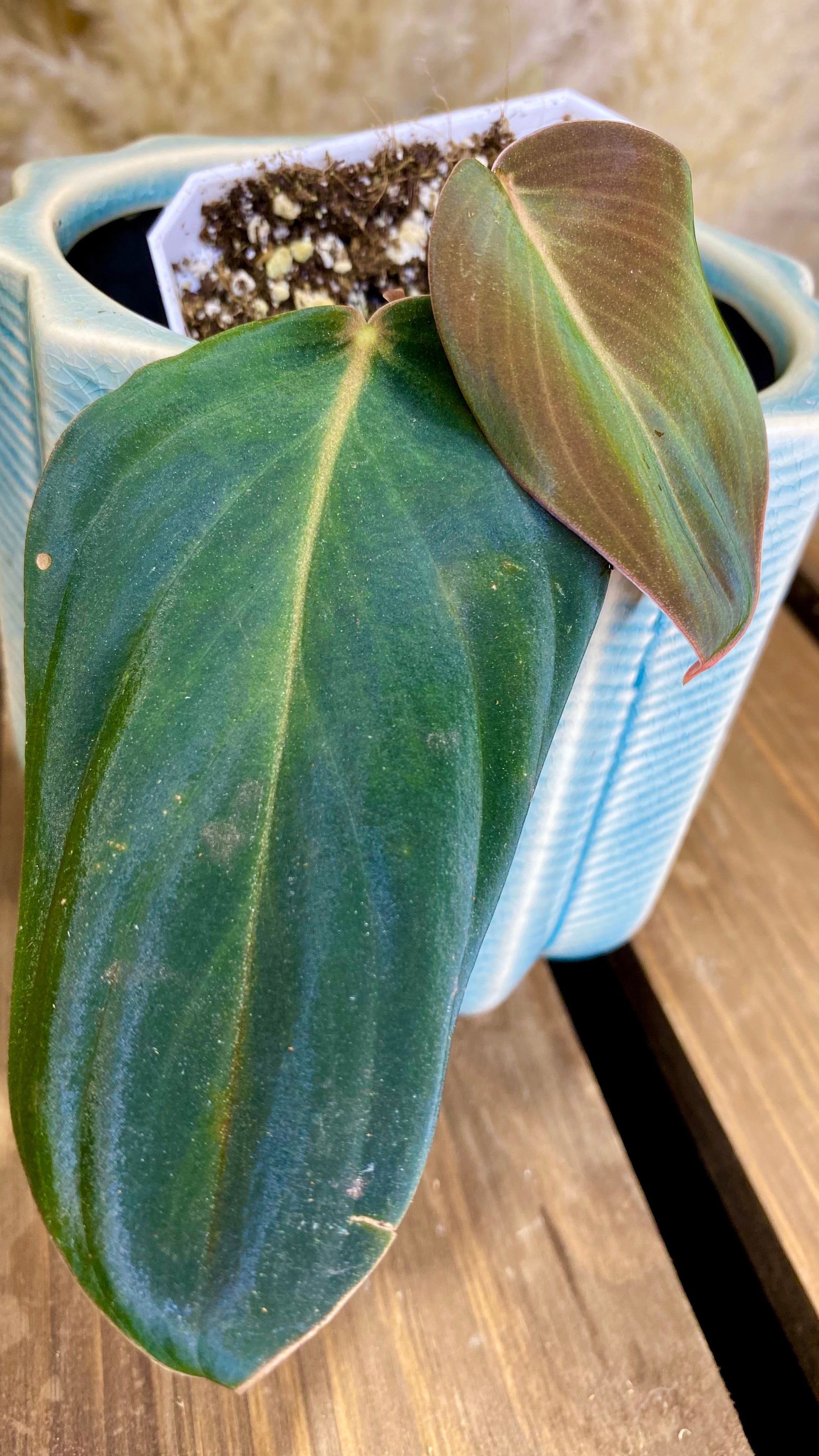 Philodendron Gigas (WP063)