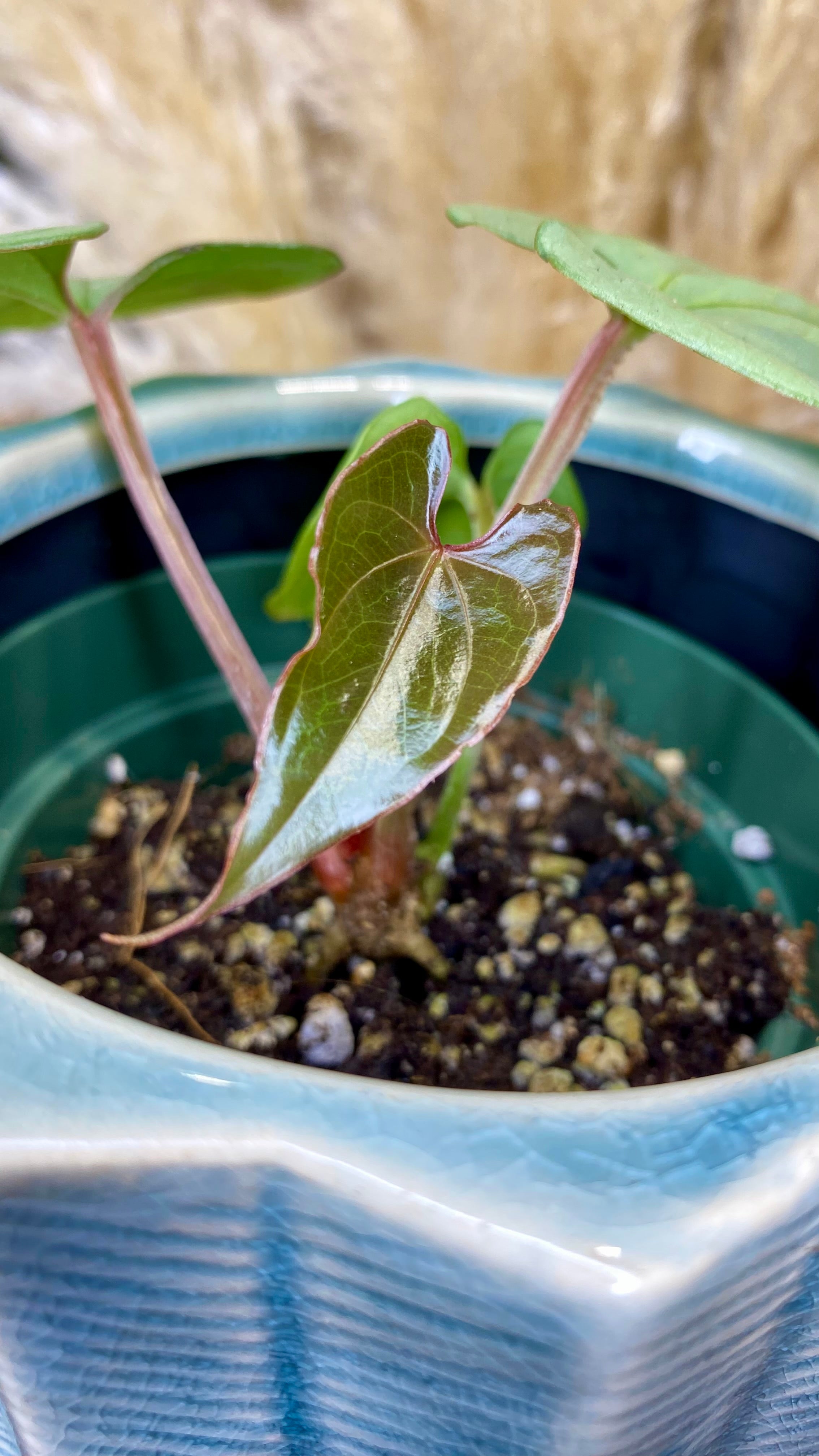 Anthurium SP Silver Peru (WA23)