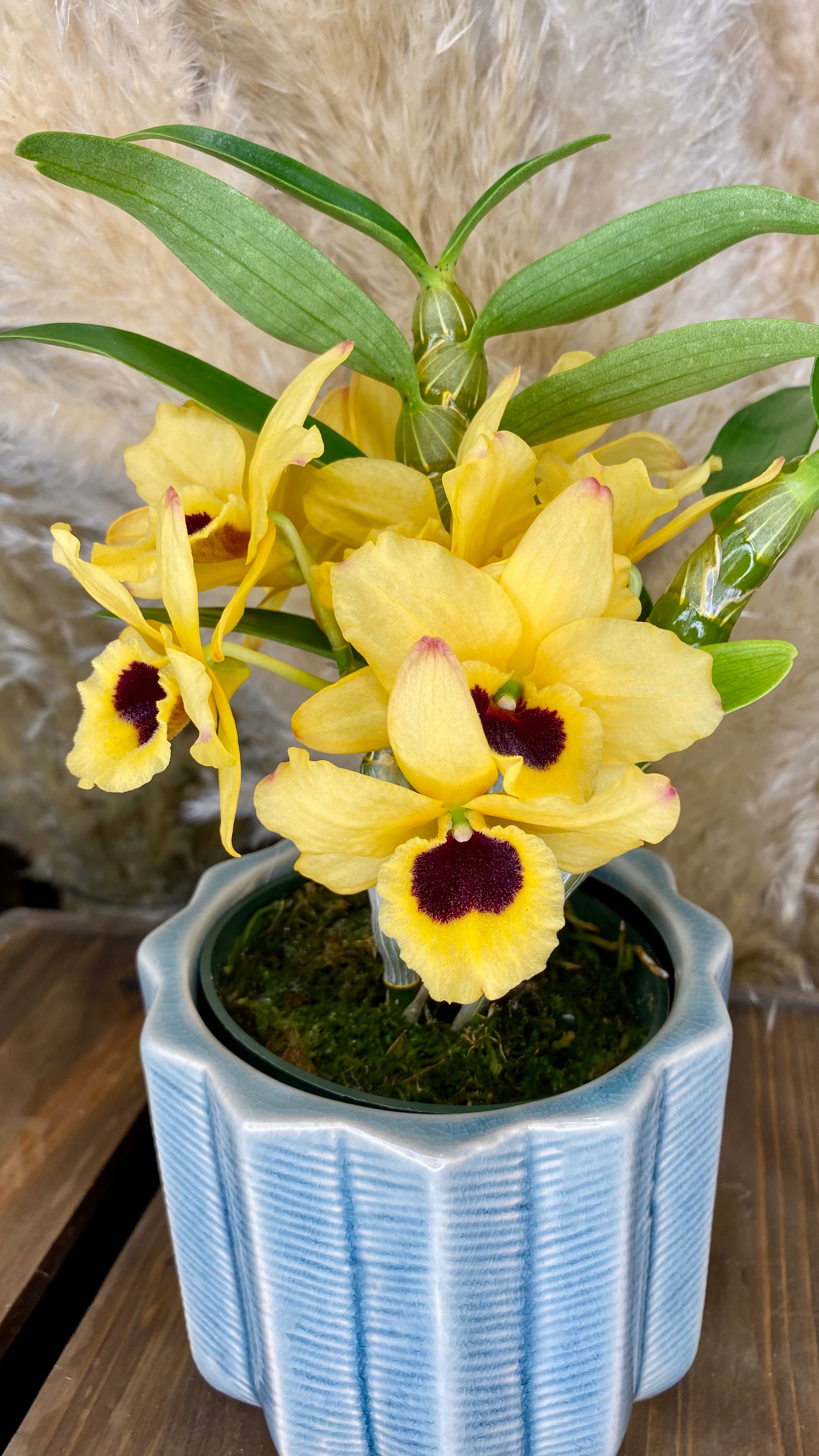 Dendrobium Orchid 4” W14