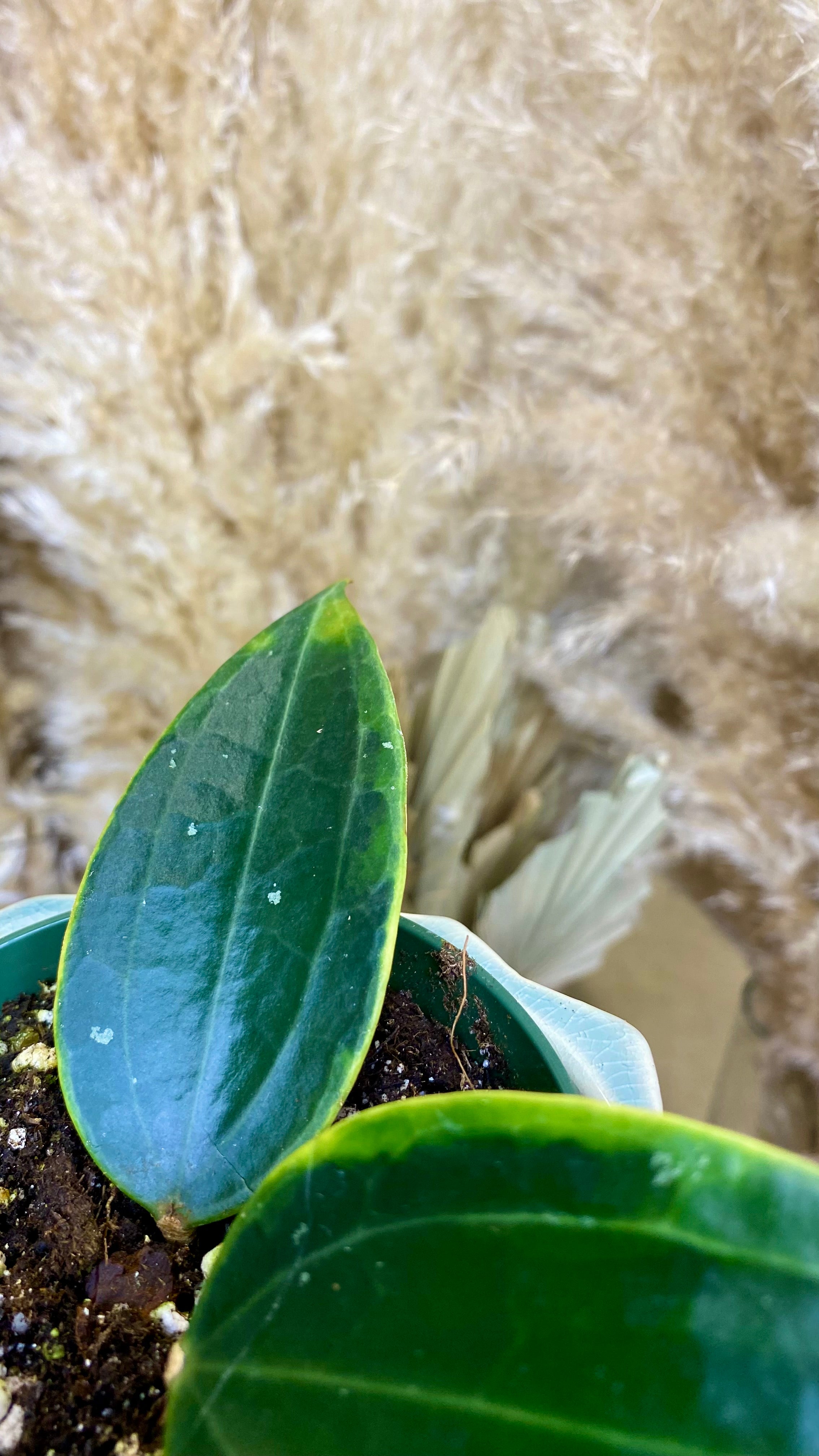 Hoya Macrophylla albomarginata