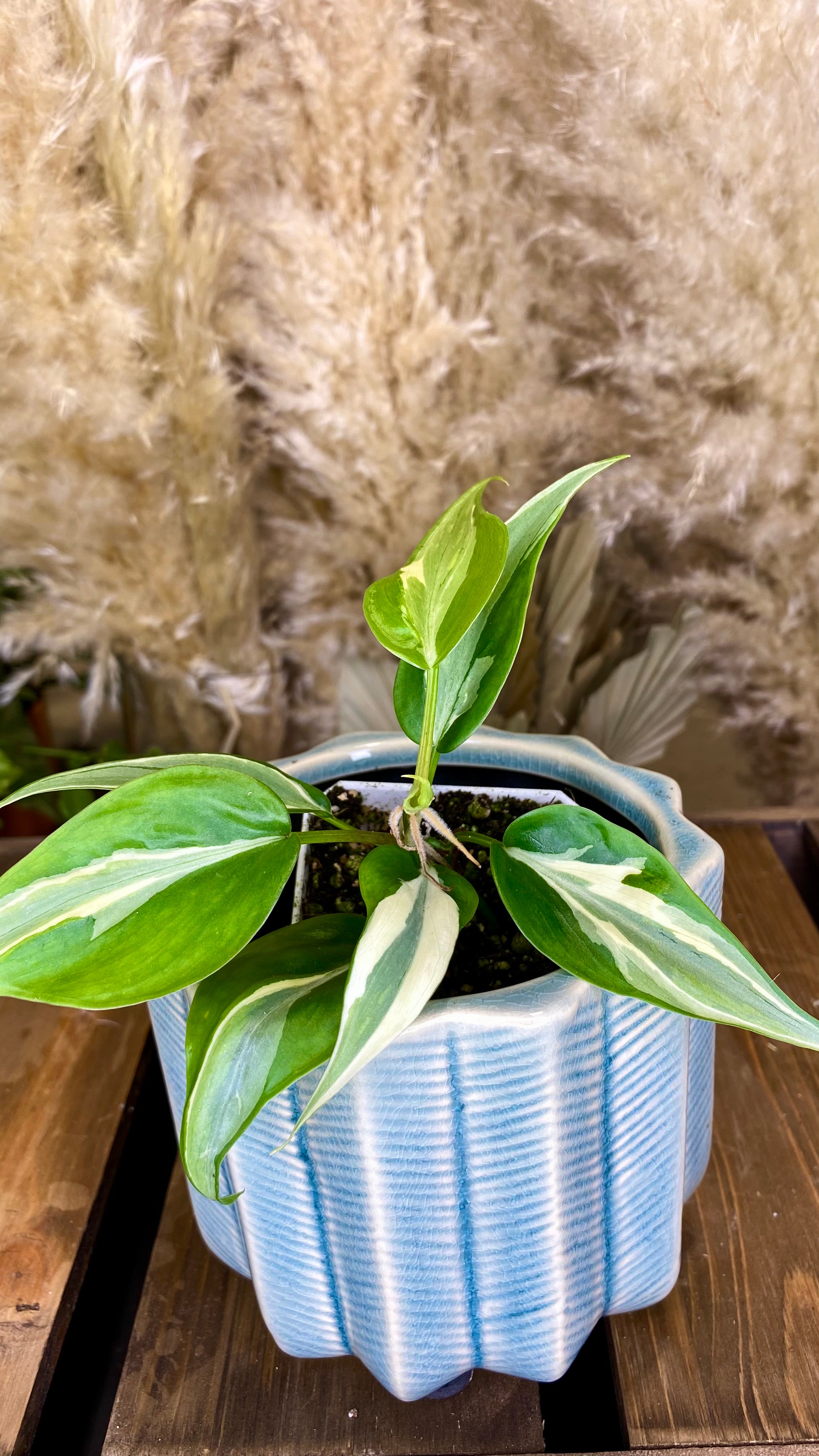 Philodendron Rio (WP055)