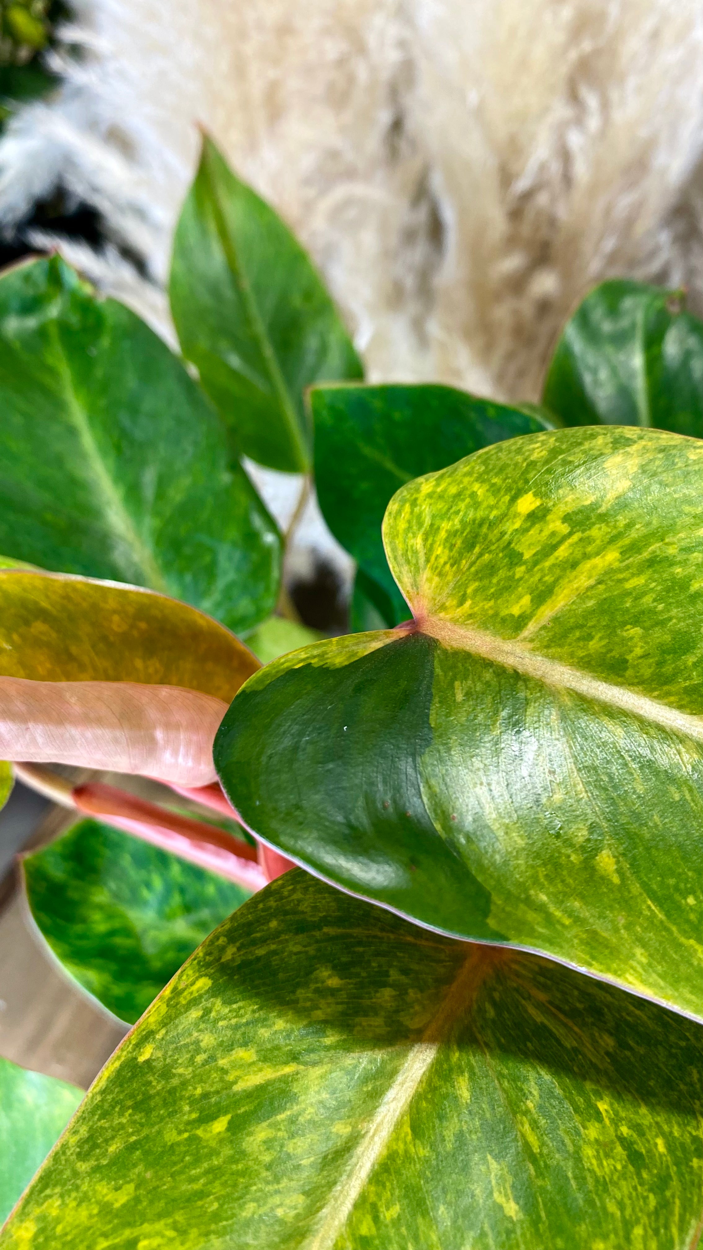 Philodendron Painted Lady 6"