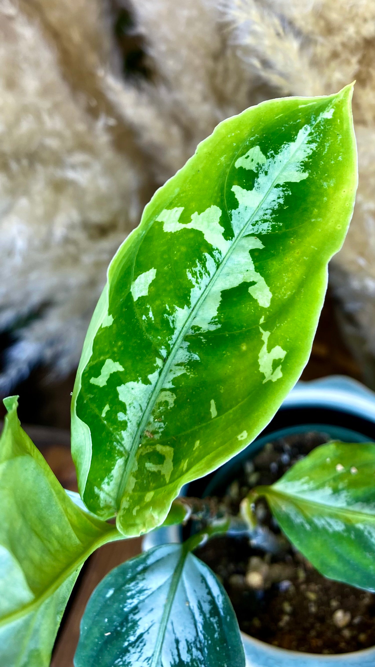 Aglaonema Pictum Tricolor 4"