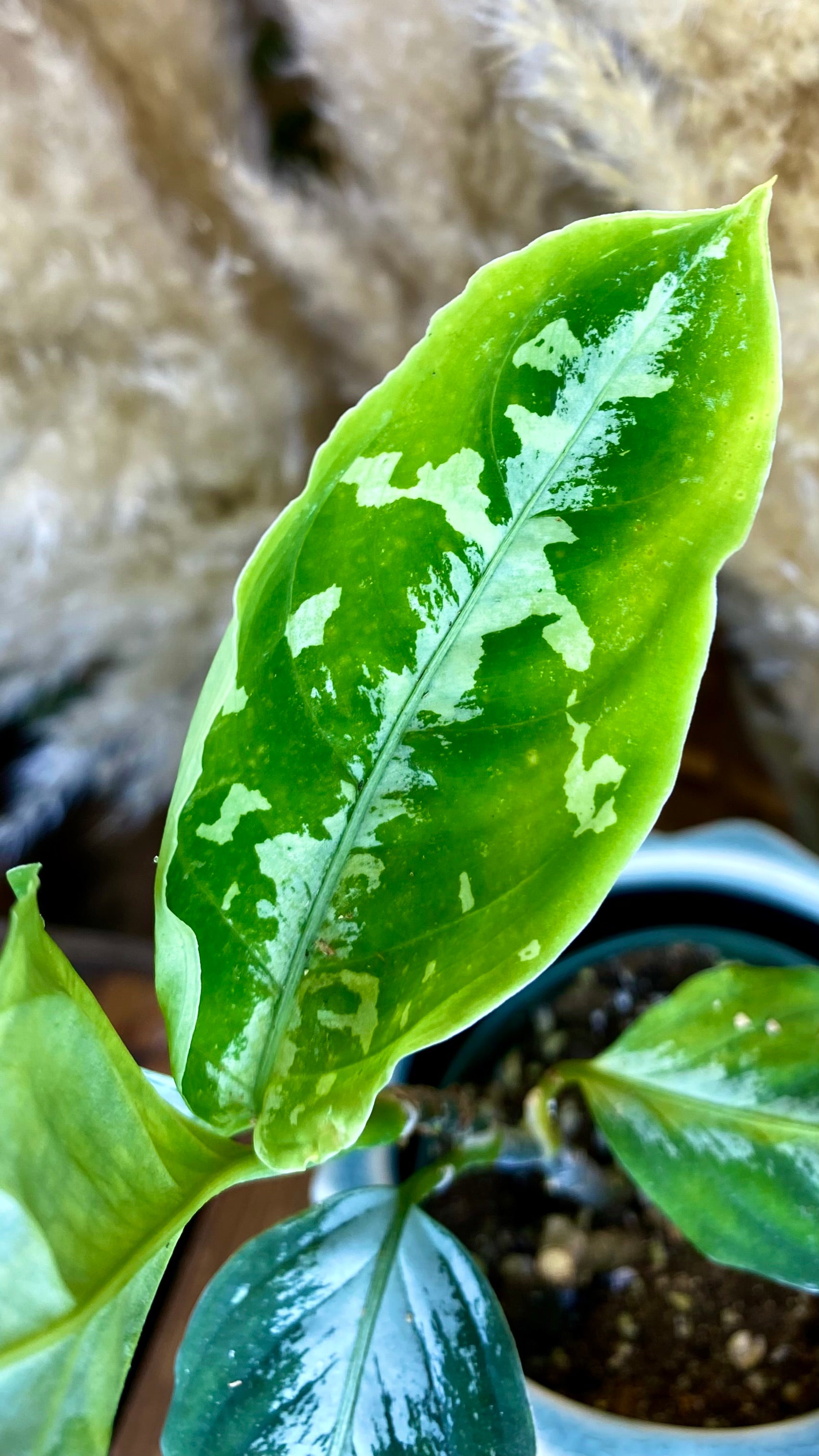 Aglaonema Pictum Tricolor 4"