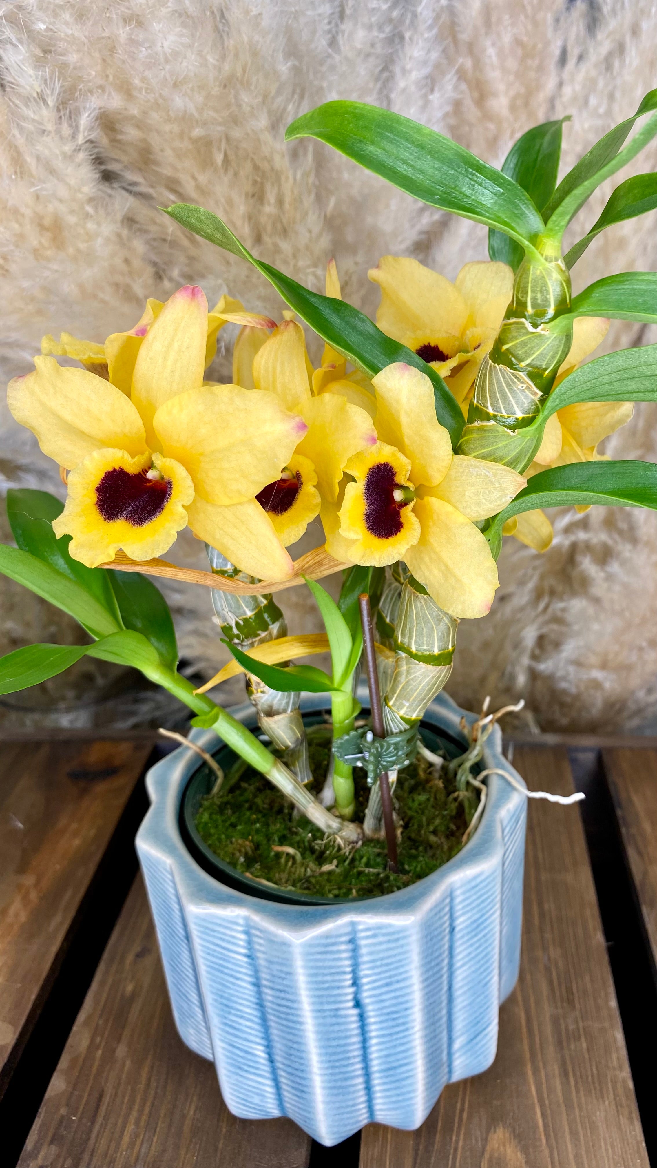 Dendrobium Orchid 4” W16