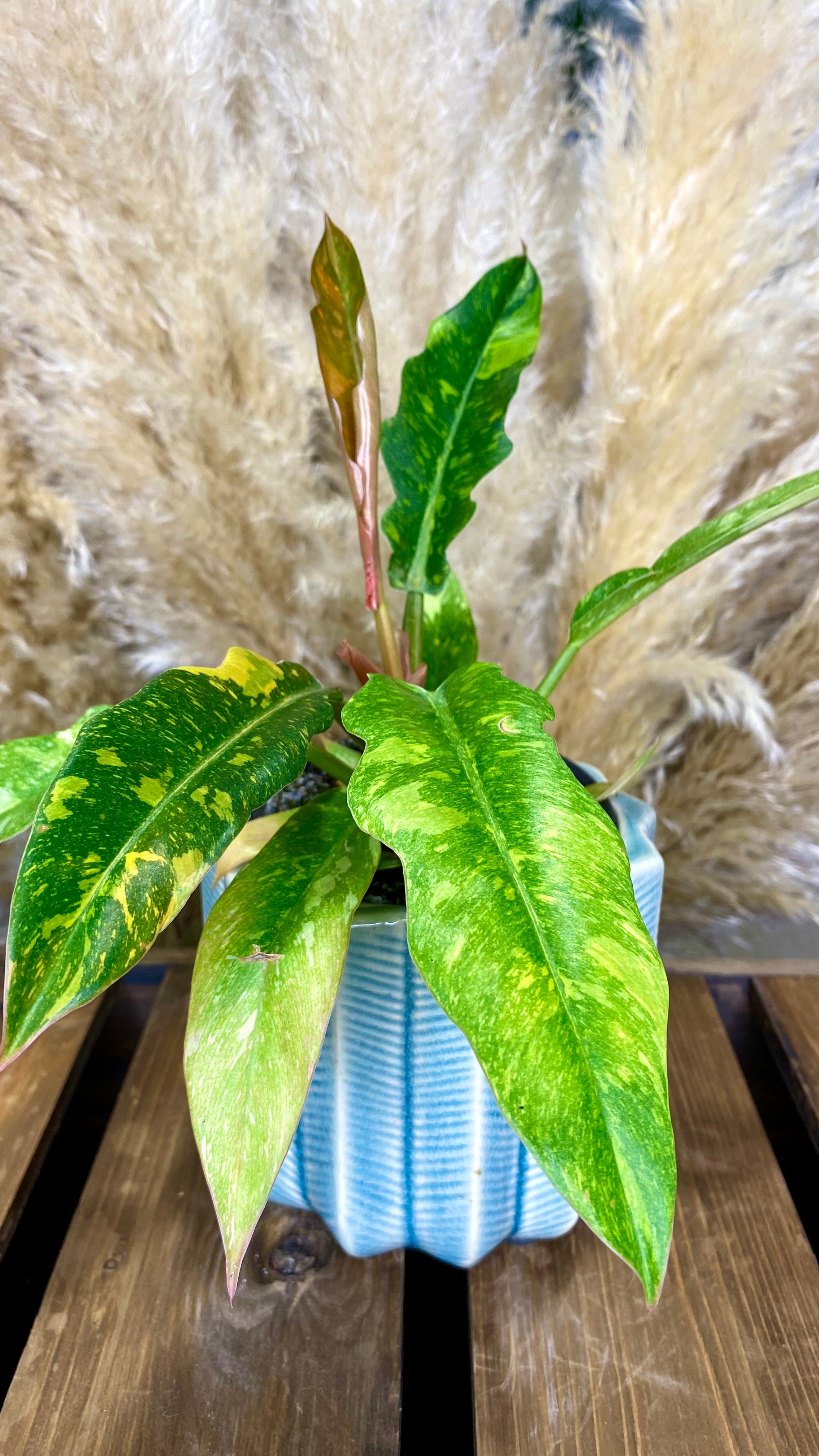 Philodendron Ring of Fire 4"