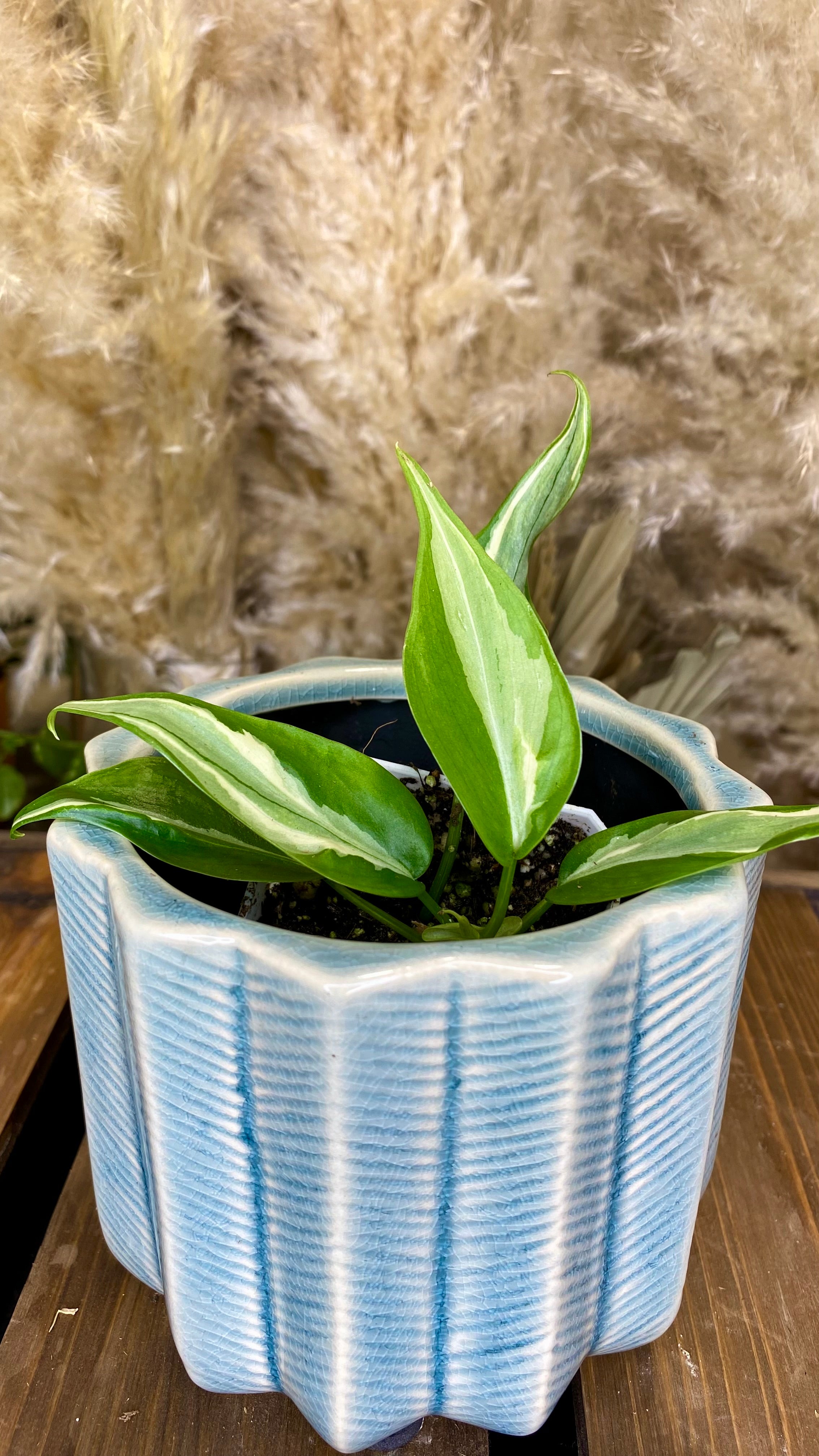 Philodendron Rio (WP060)