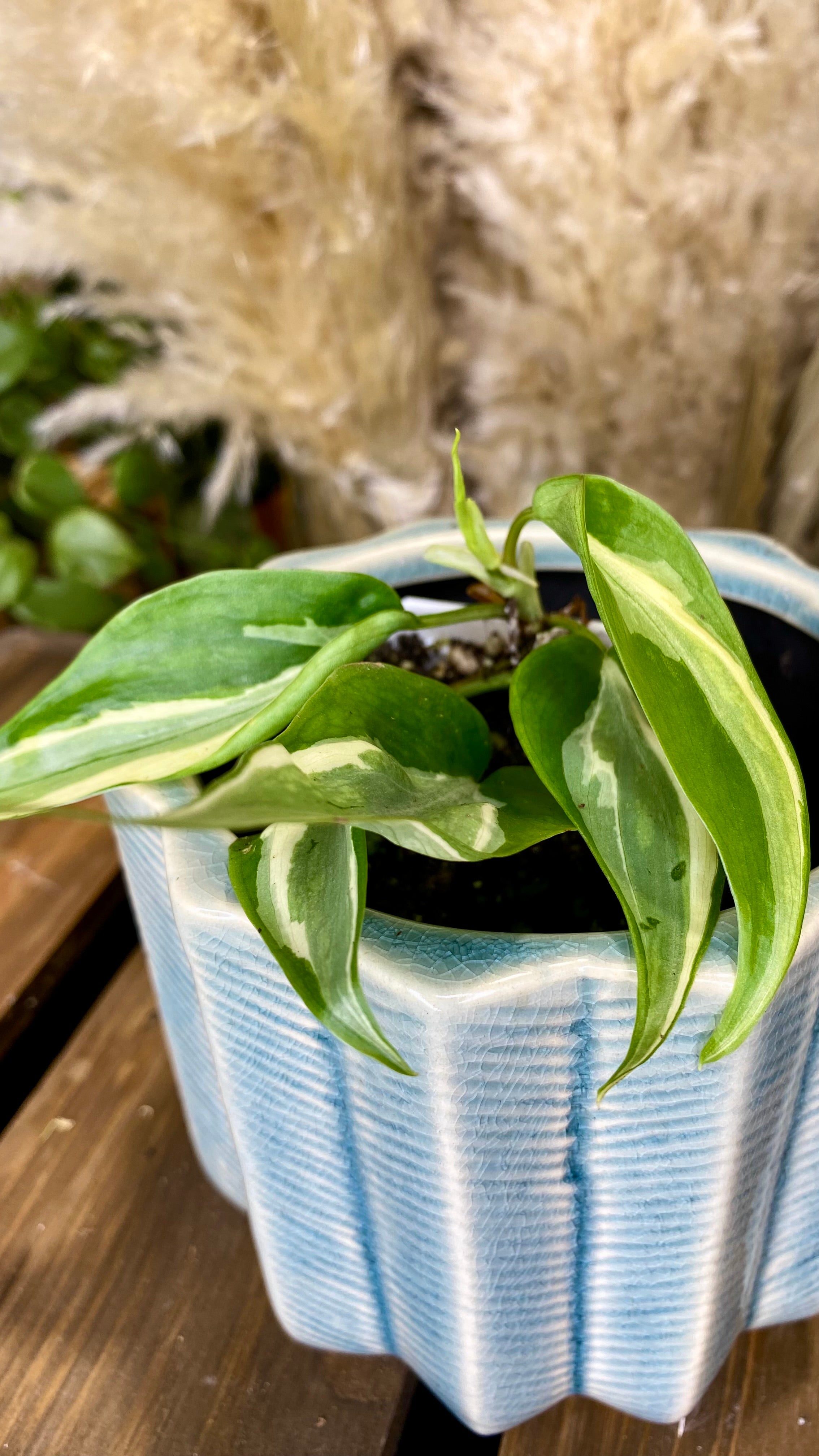 Philodendron Rio (WP059)