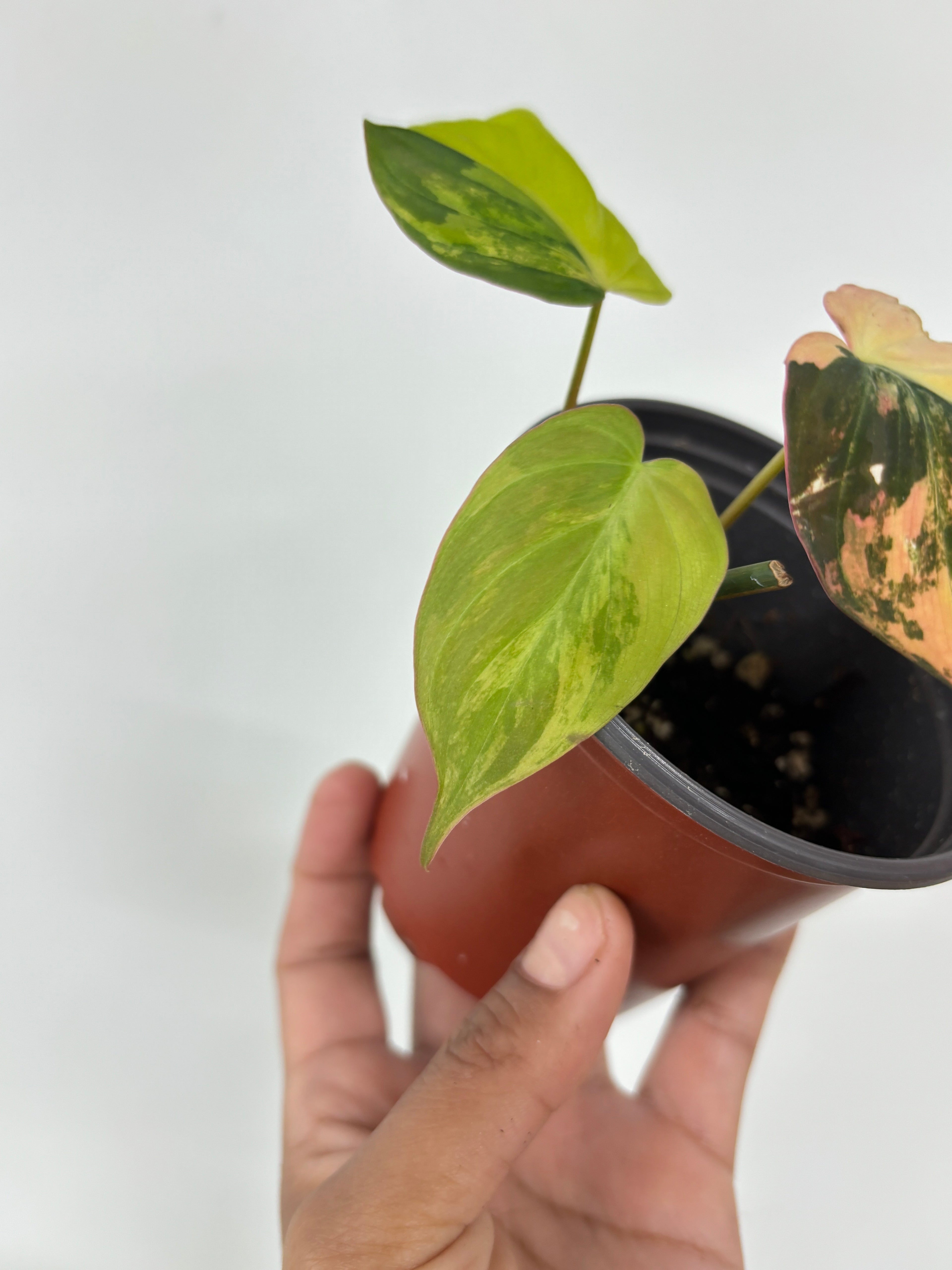 Philodendron Micans Variegated Pink Mint