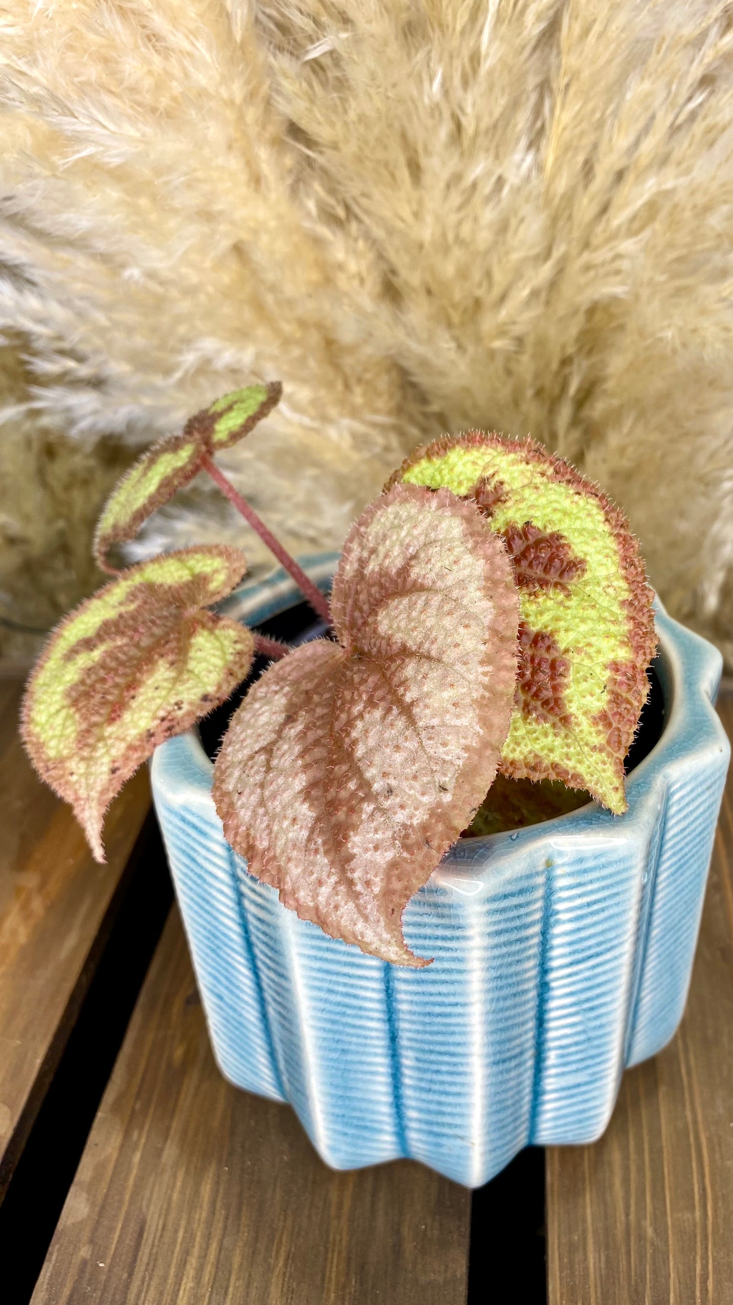 Begonia Iron Cross 4”