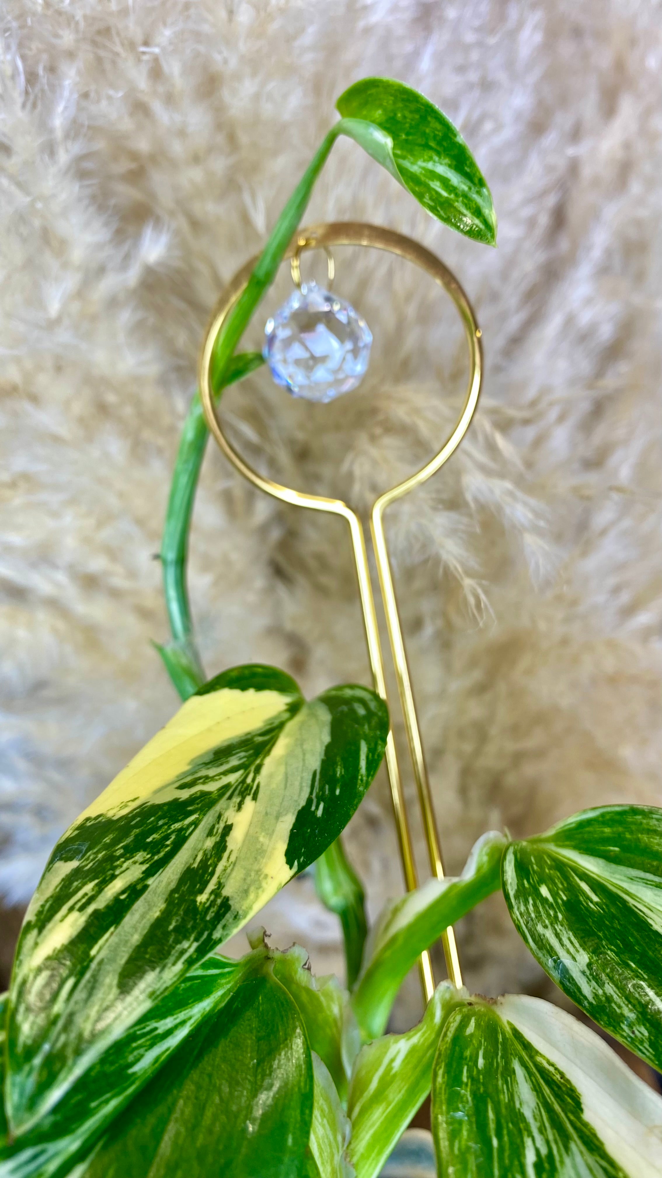 Monstera Standleyana Aurea