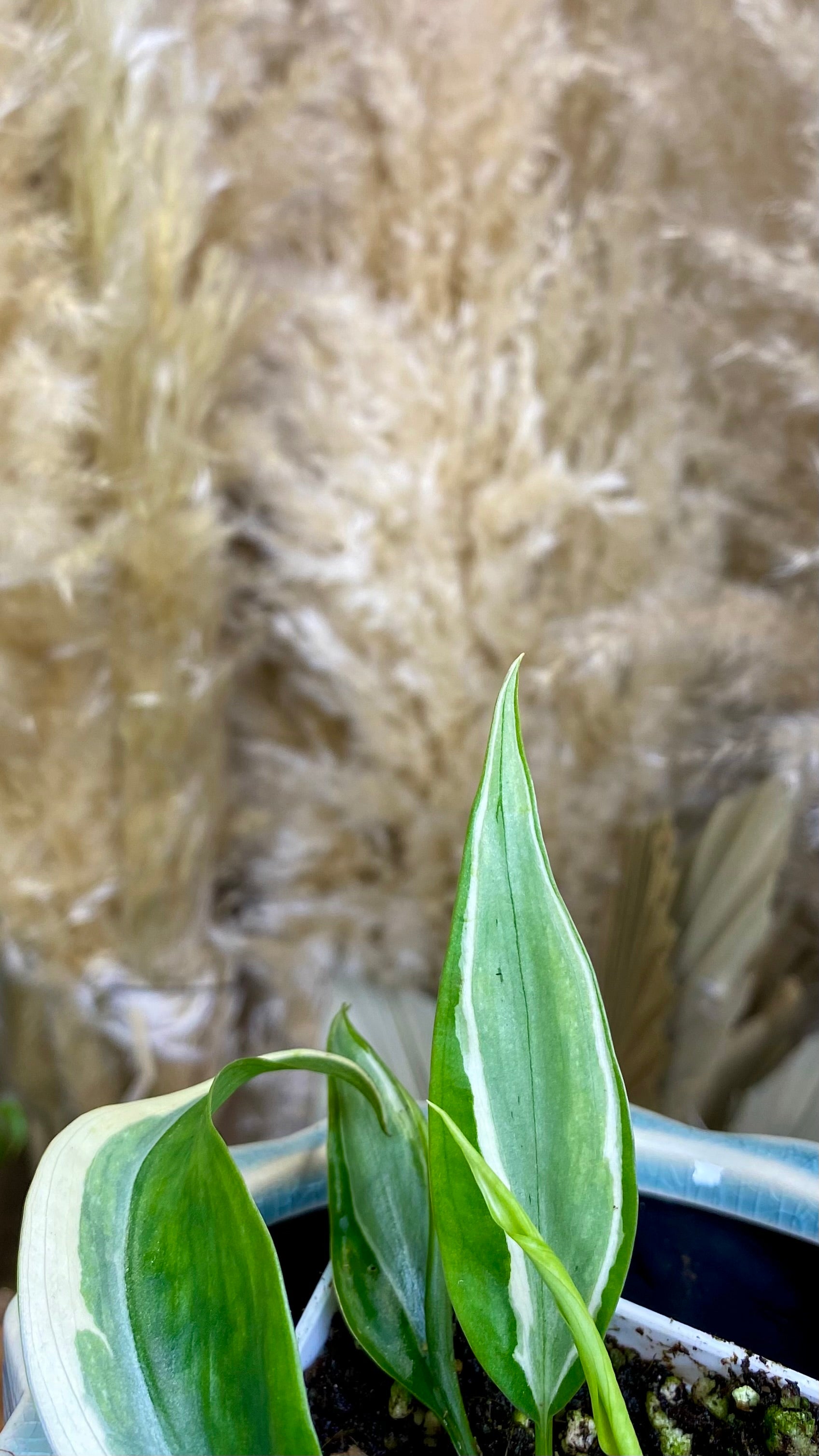 Philodendron Rio (WP056)