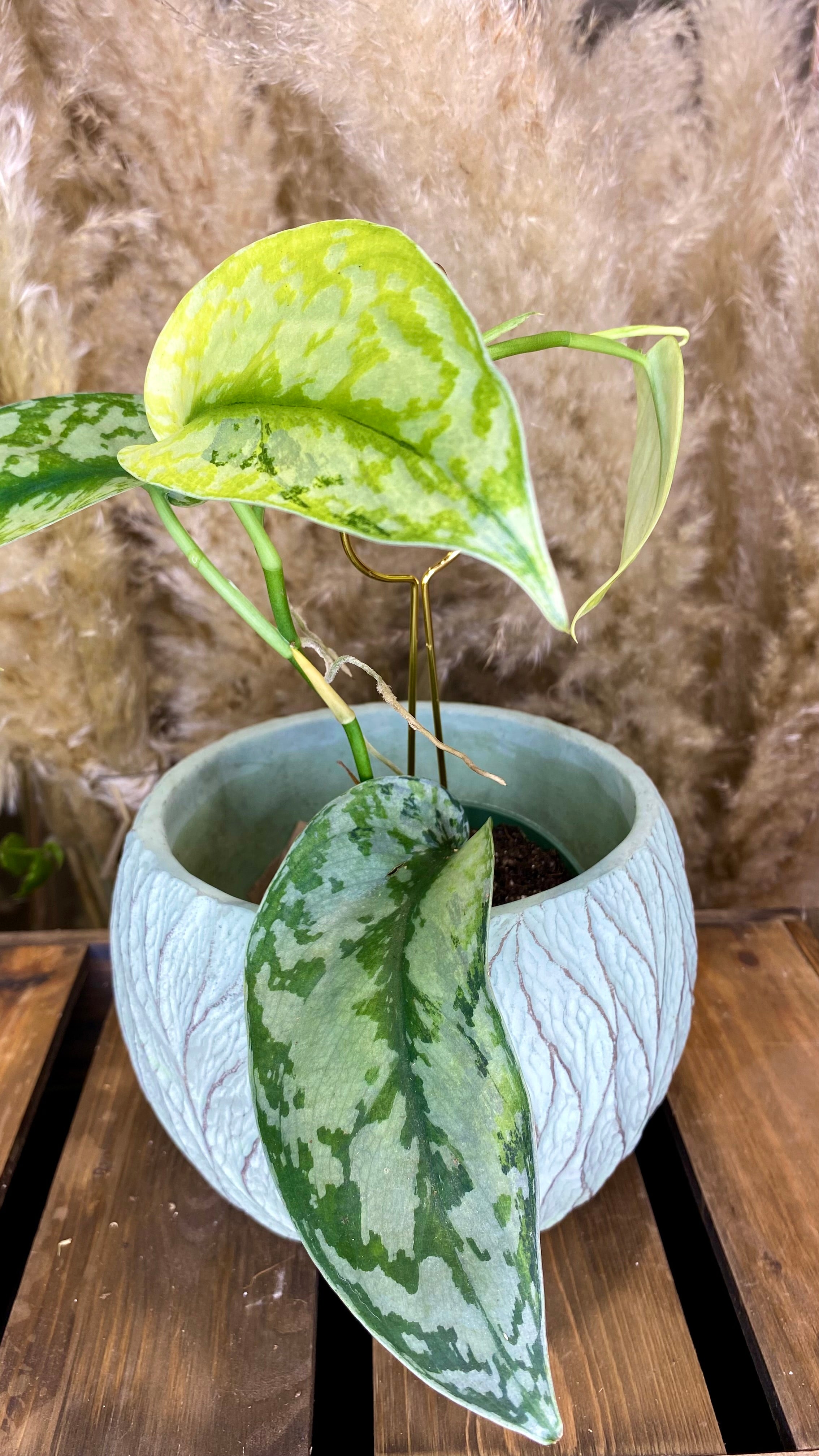 Scindapsus Lakambini Variegated (WS03)