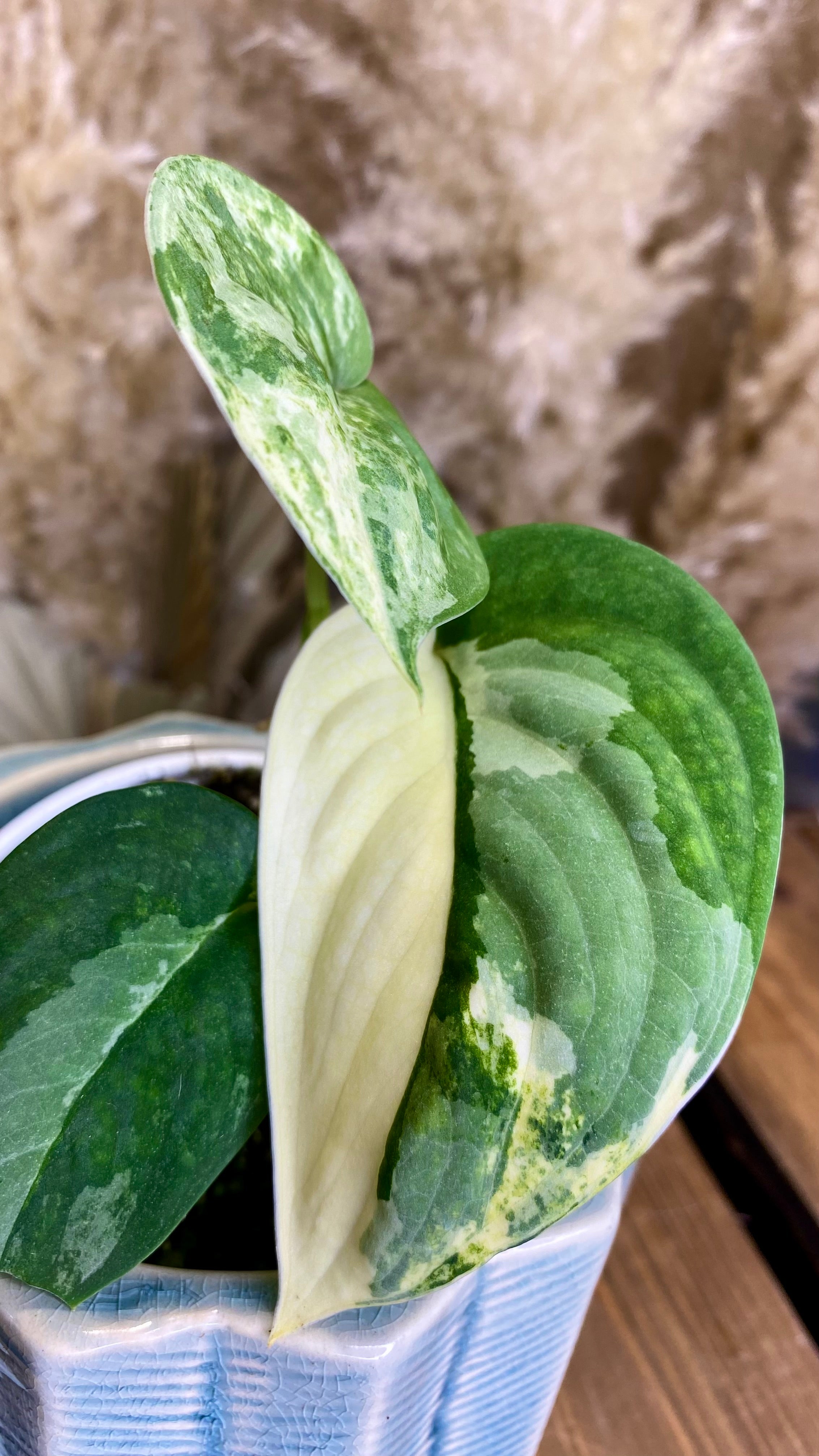 Scindapsus Mangurai 4” W9