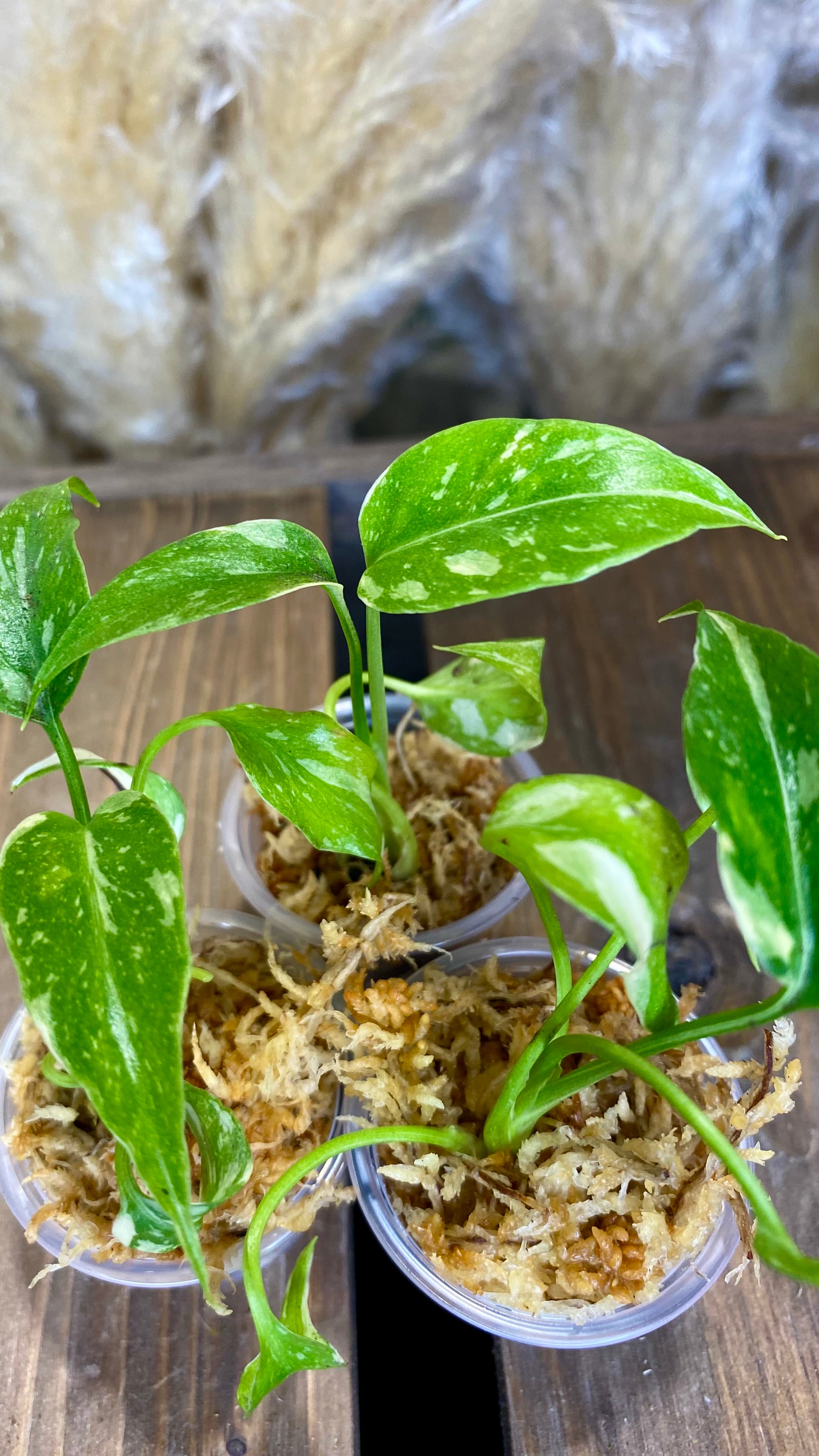 Monstera Thai Constellation 4"