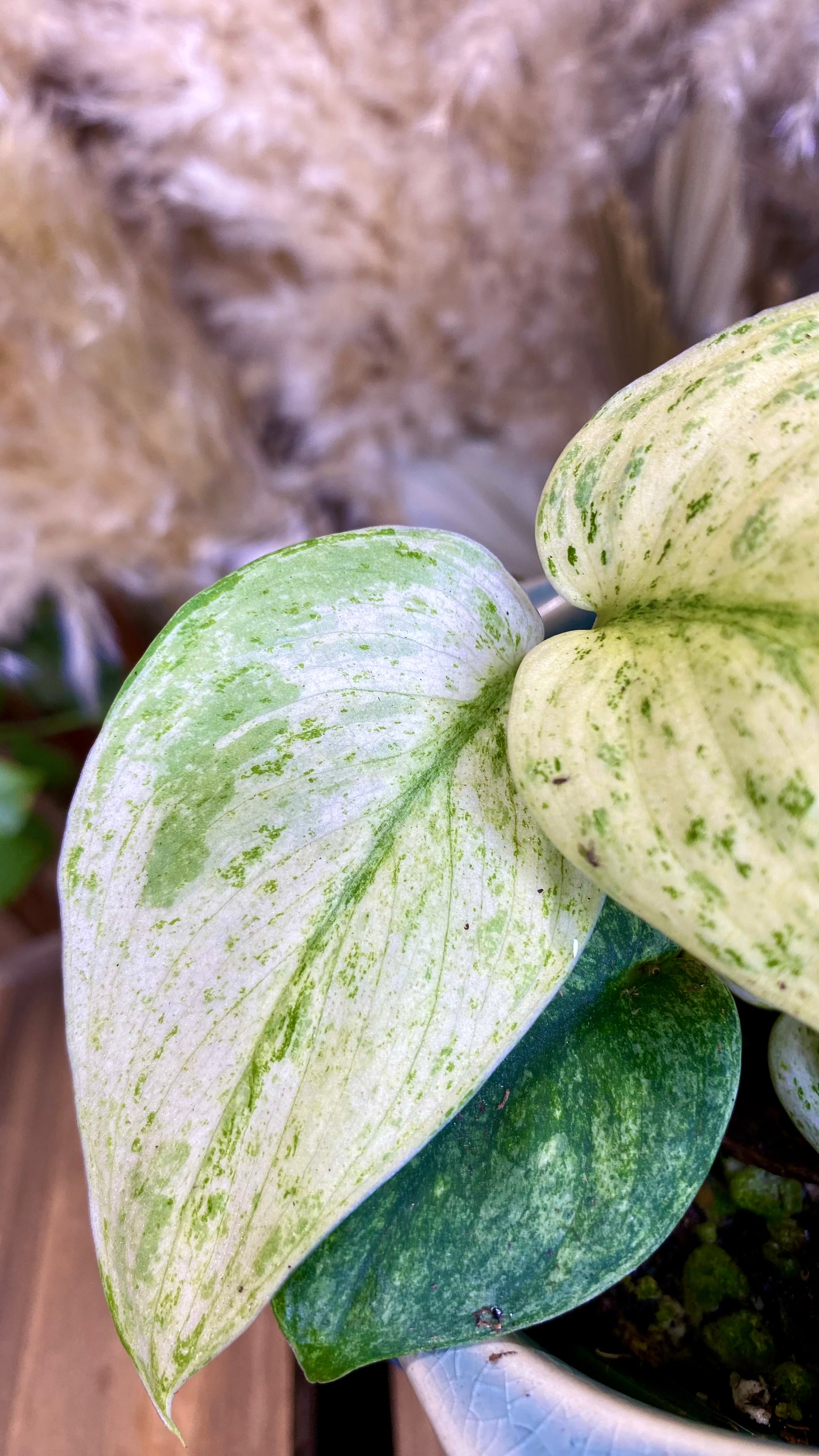 Scindapsus Creme Brulee (WP23)