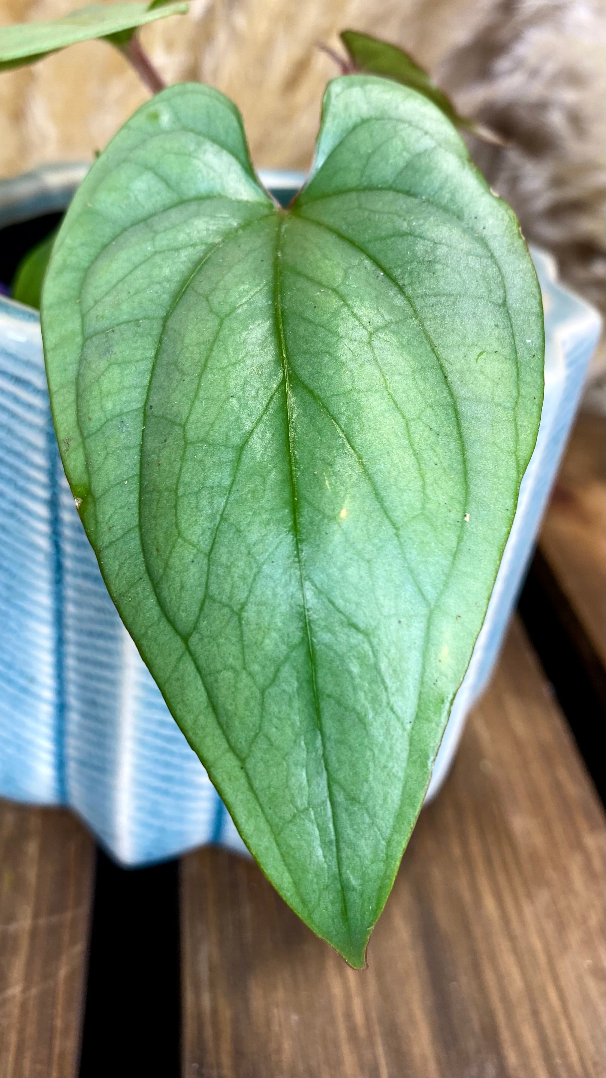 Anthurium SP Silver Peru (WA23)