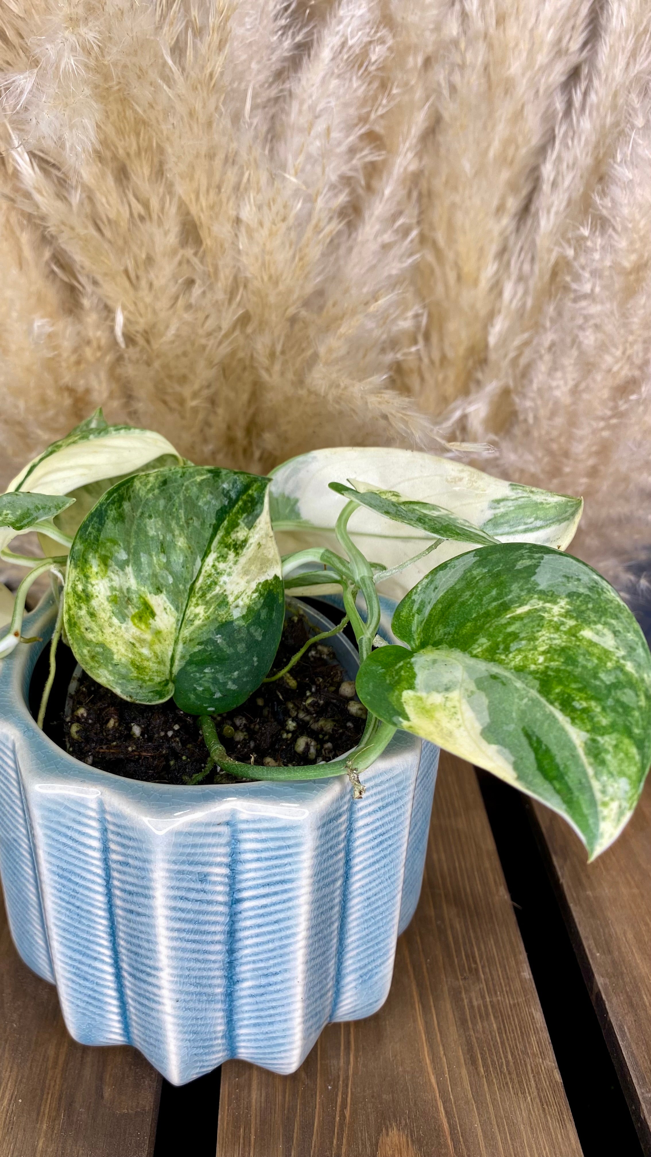 Scindapsus Mangurai 4” W10