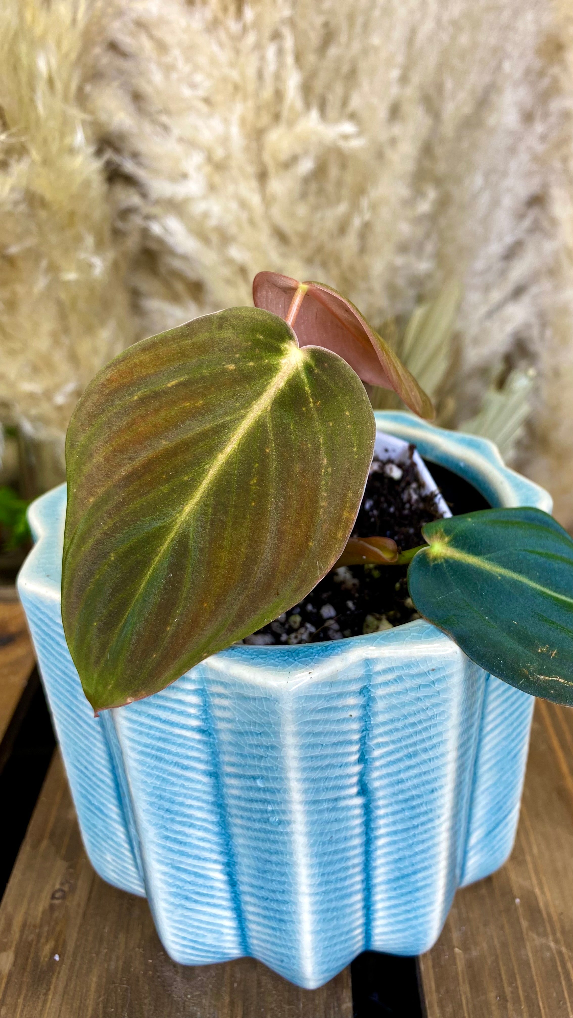 Philodendron Gigas (WP068)