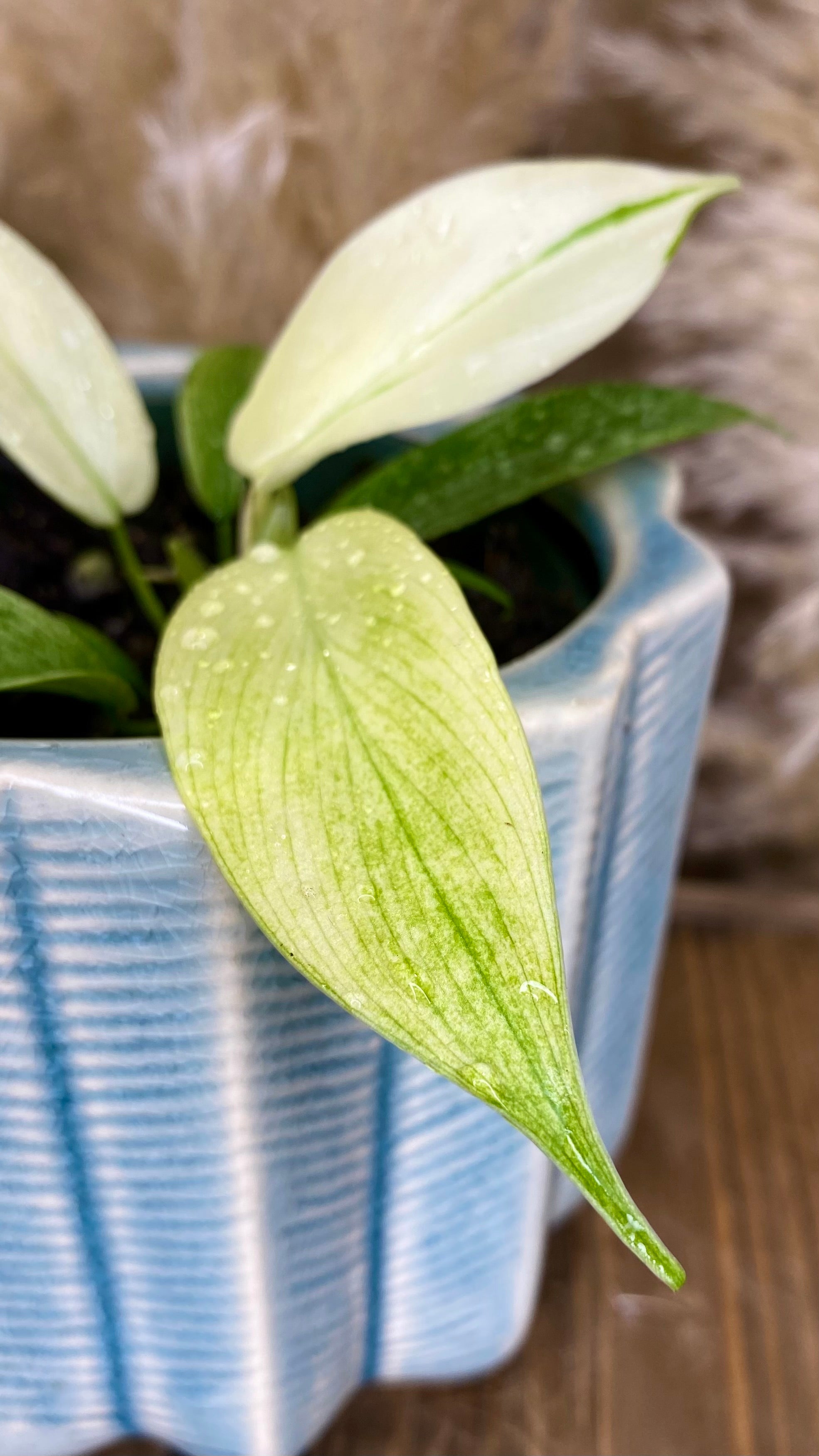 Philodendron Florida Ghost 4"