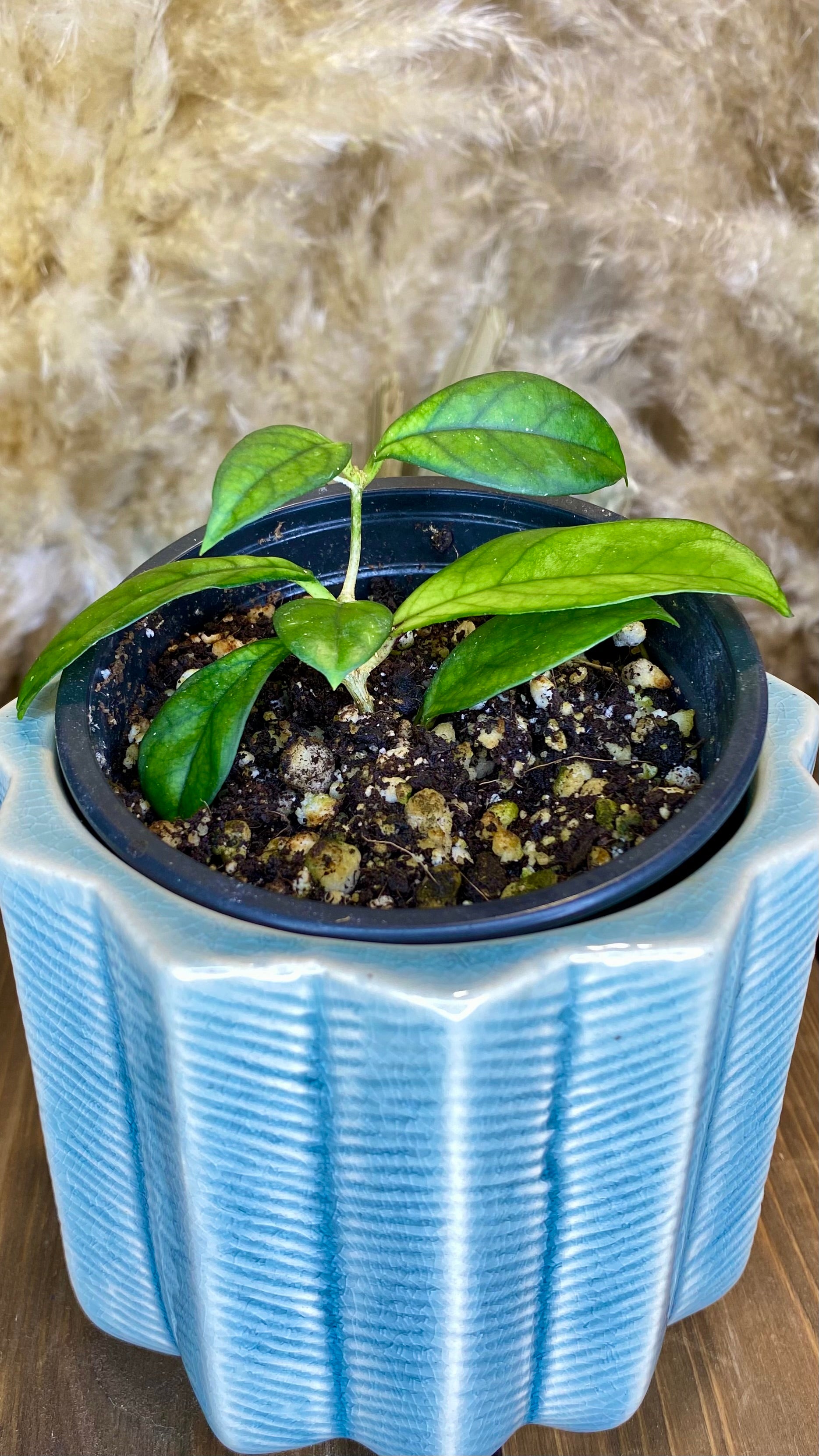 Hoya Crassipetiolata