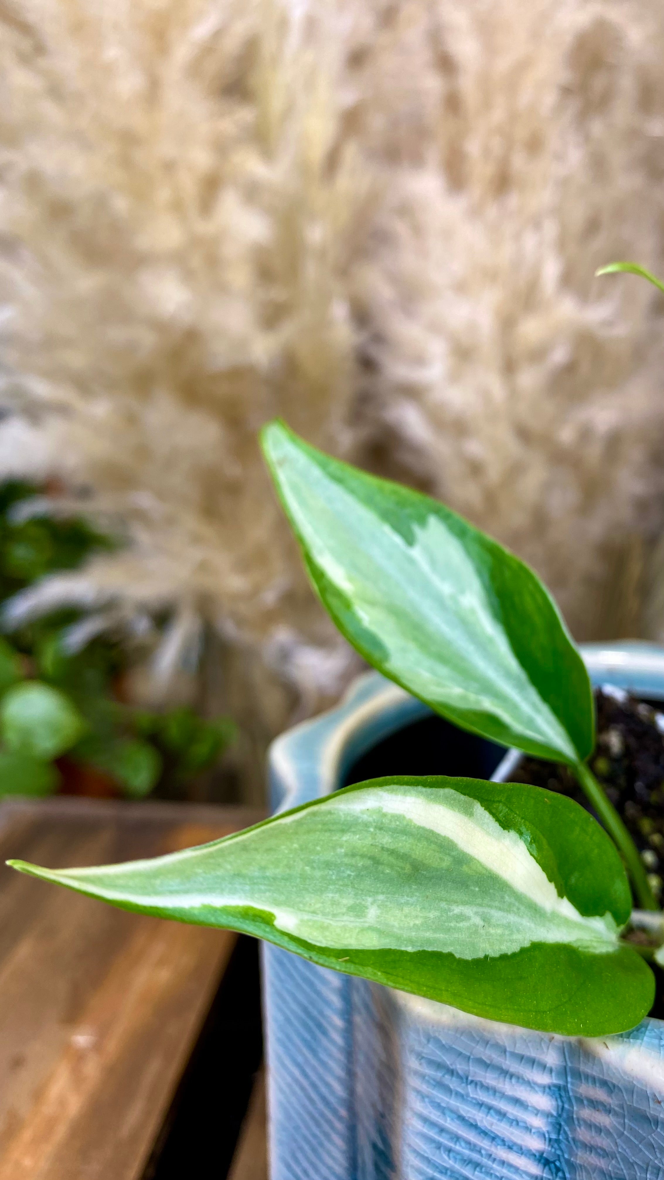 Philodendron Rio (WP058)