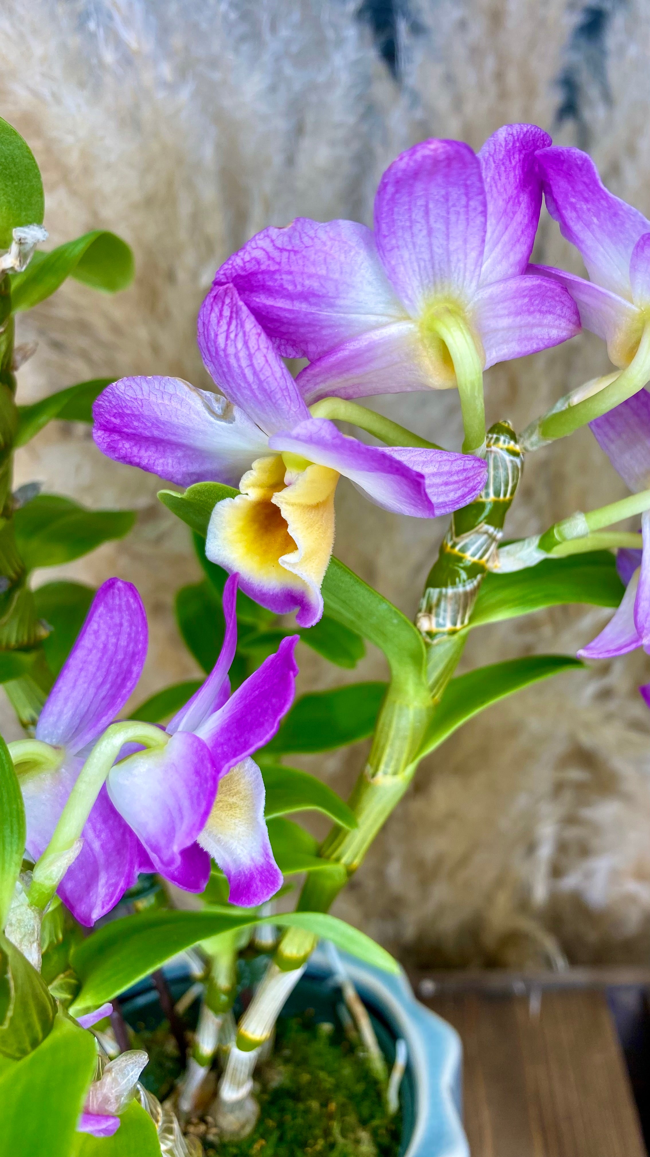 Dendrobium Orchid 4” W15