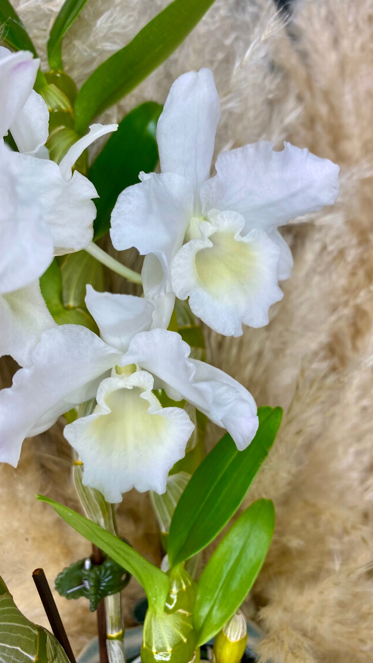 Dendrobium Orchid - Single Stem