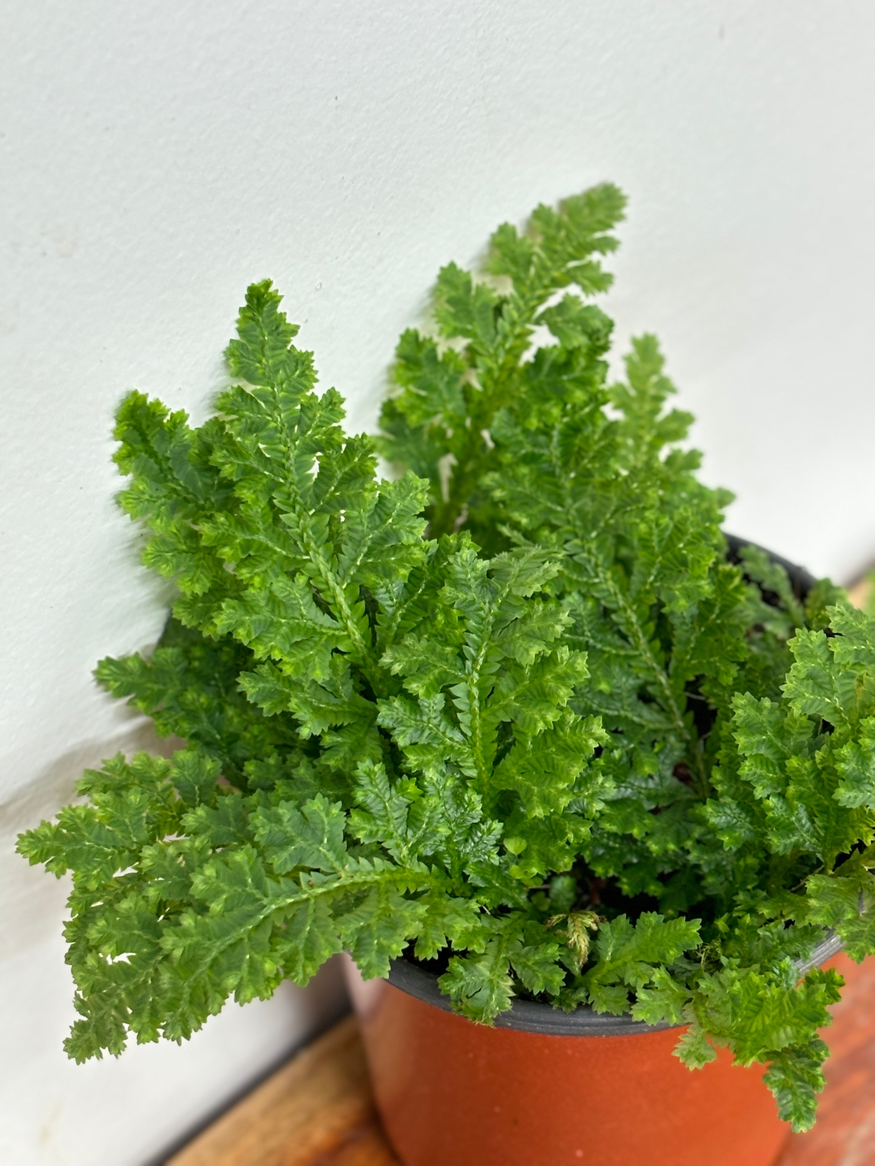 Selaginella Amazonia