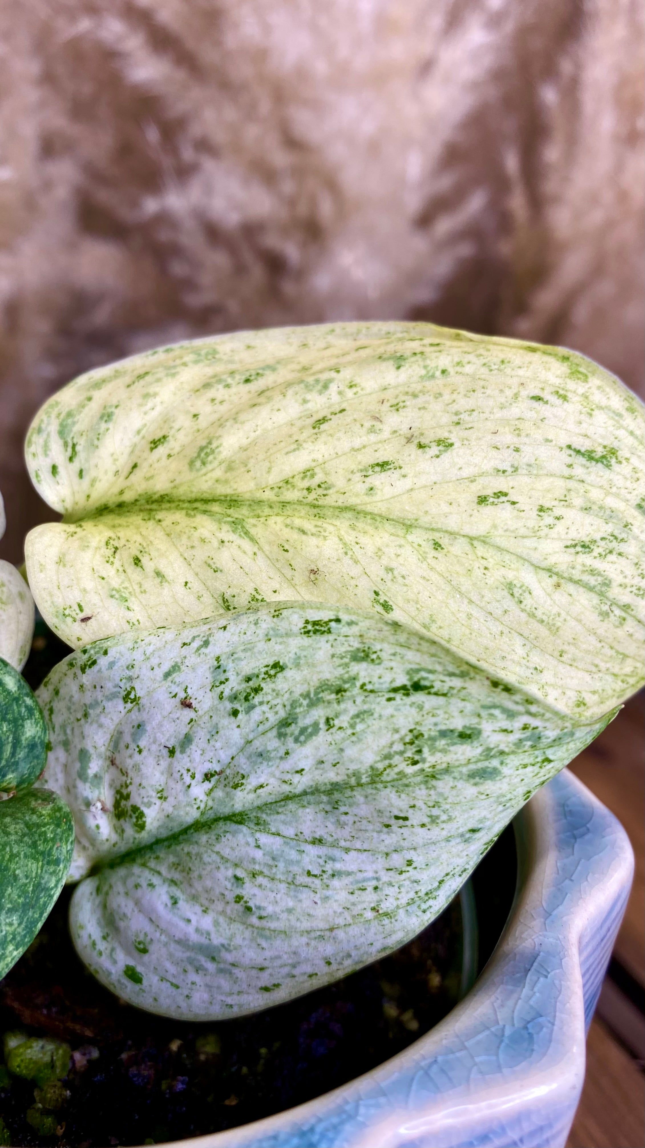 Scindapsus Creme Brulee (WP23)