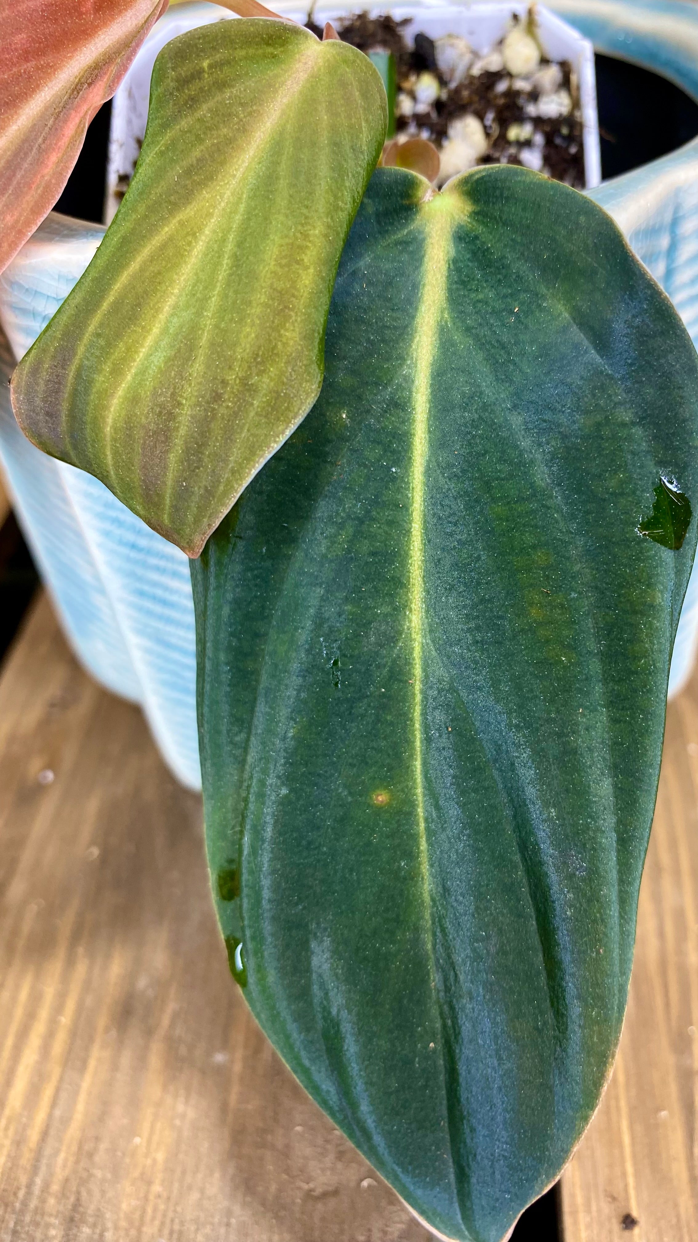 Philodendron Gigas (WP067)