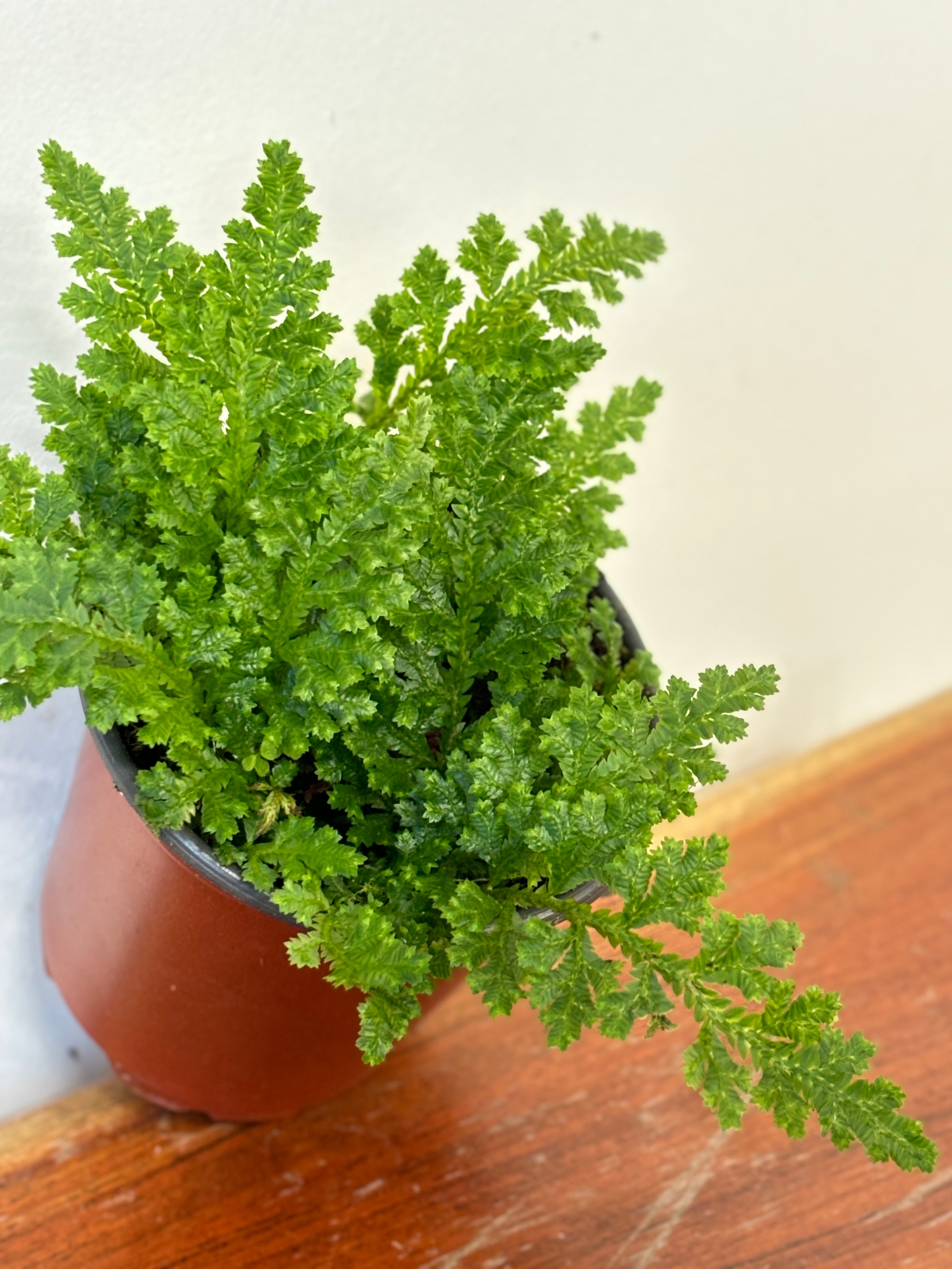 Selaginella Amazonia