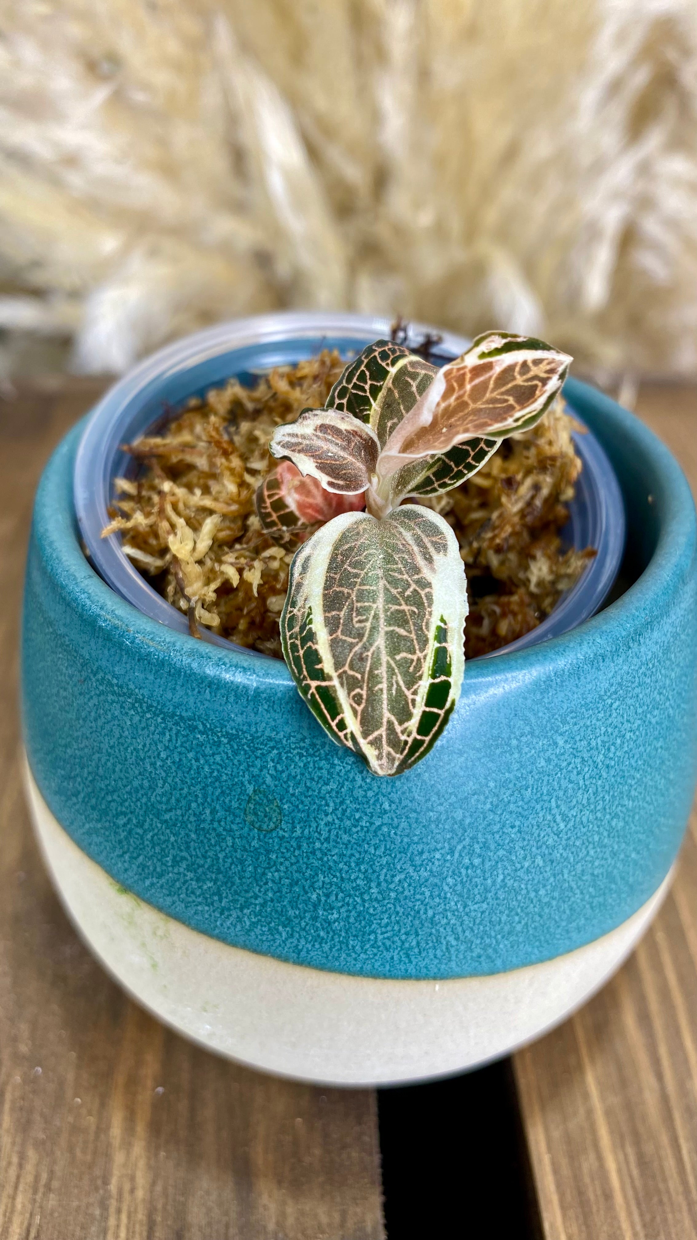 Variegated Jewel Orchid (Anoectochilius roxburghii)