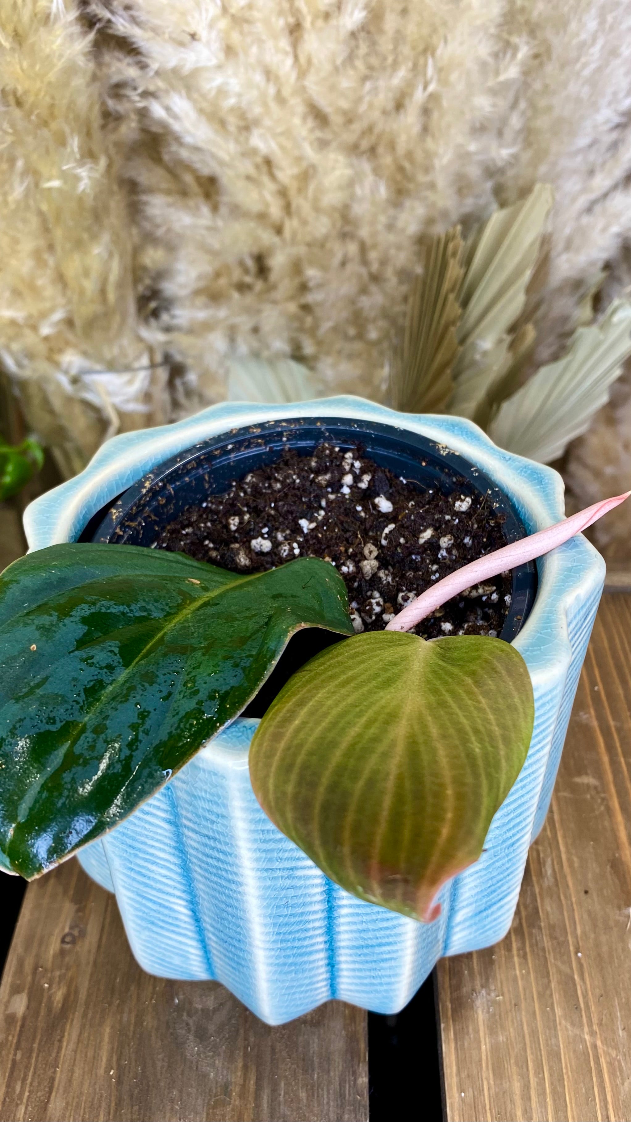 Philodendron Gigas (WP064)