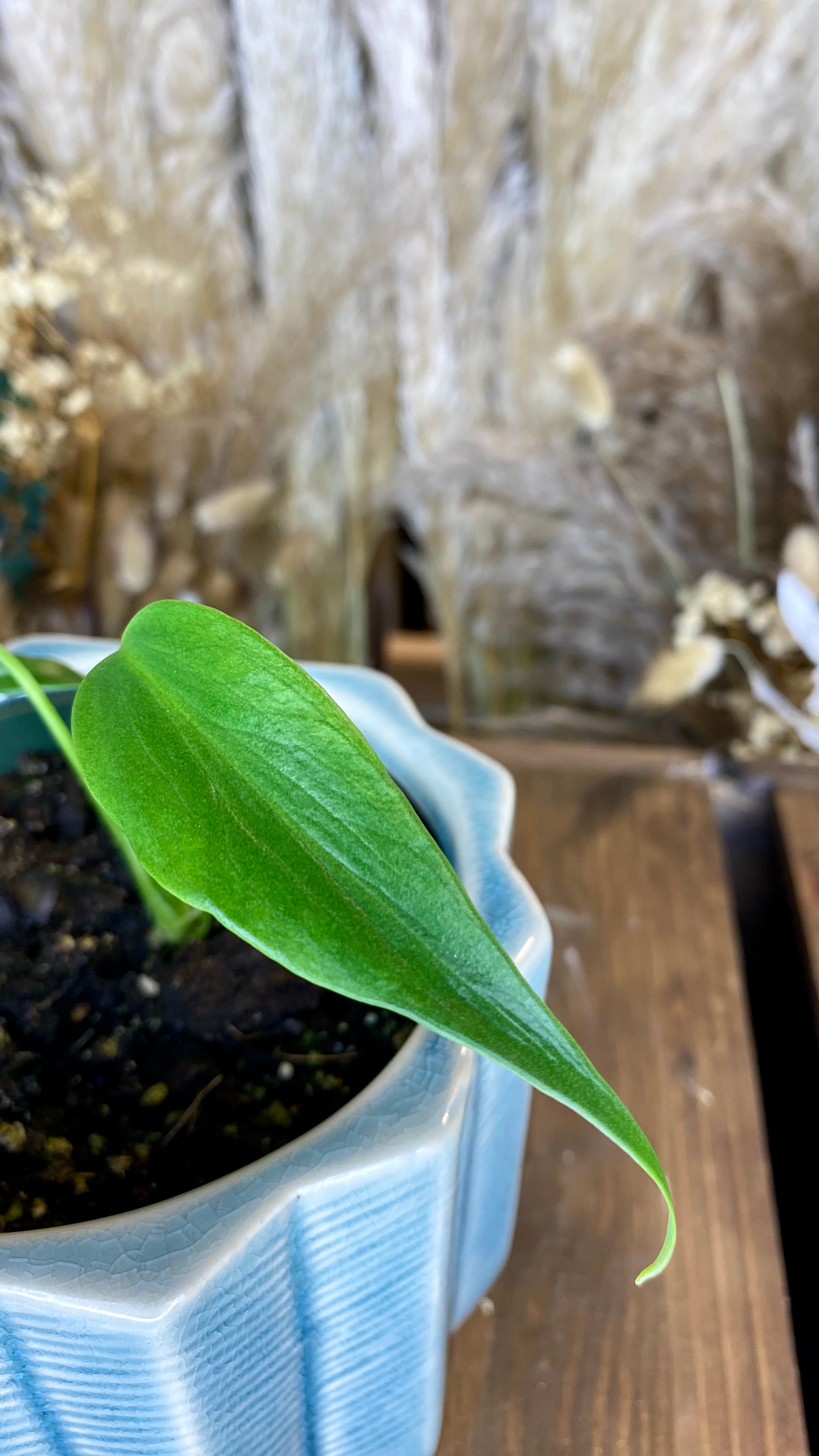 Monstera Burle Marx Flame (TC) 4”