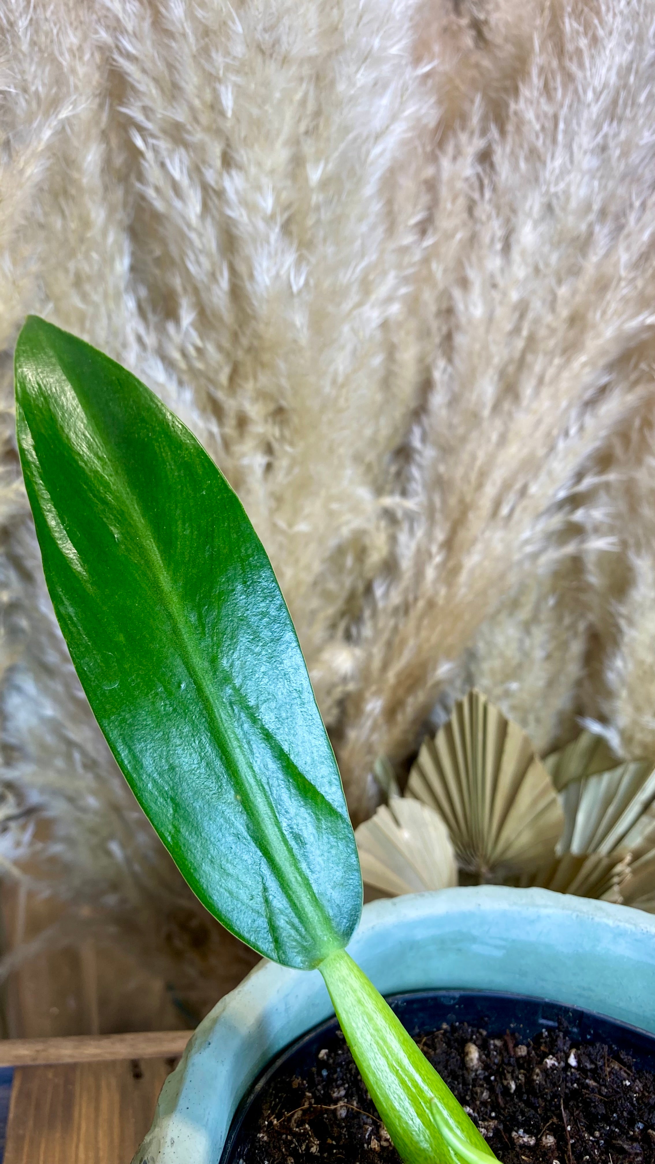 Philodendron Martianum Fat Boy