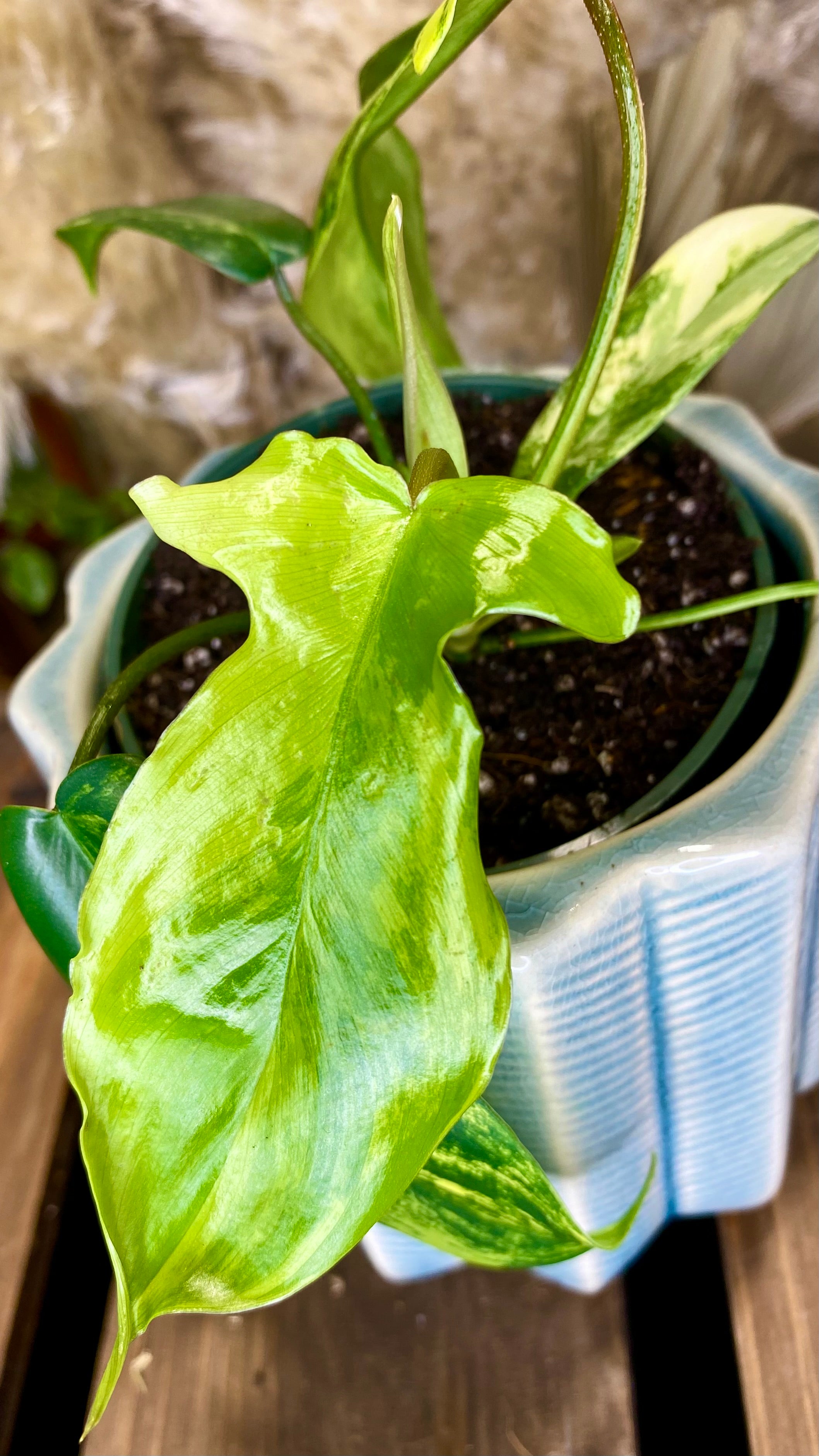 Philodendron Florida Beauty (WP49)