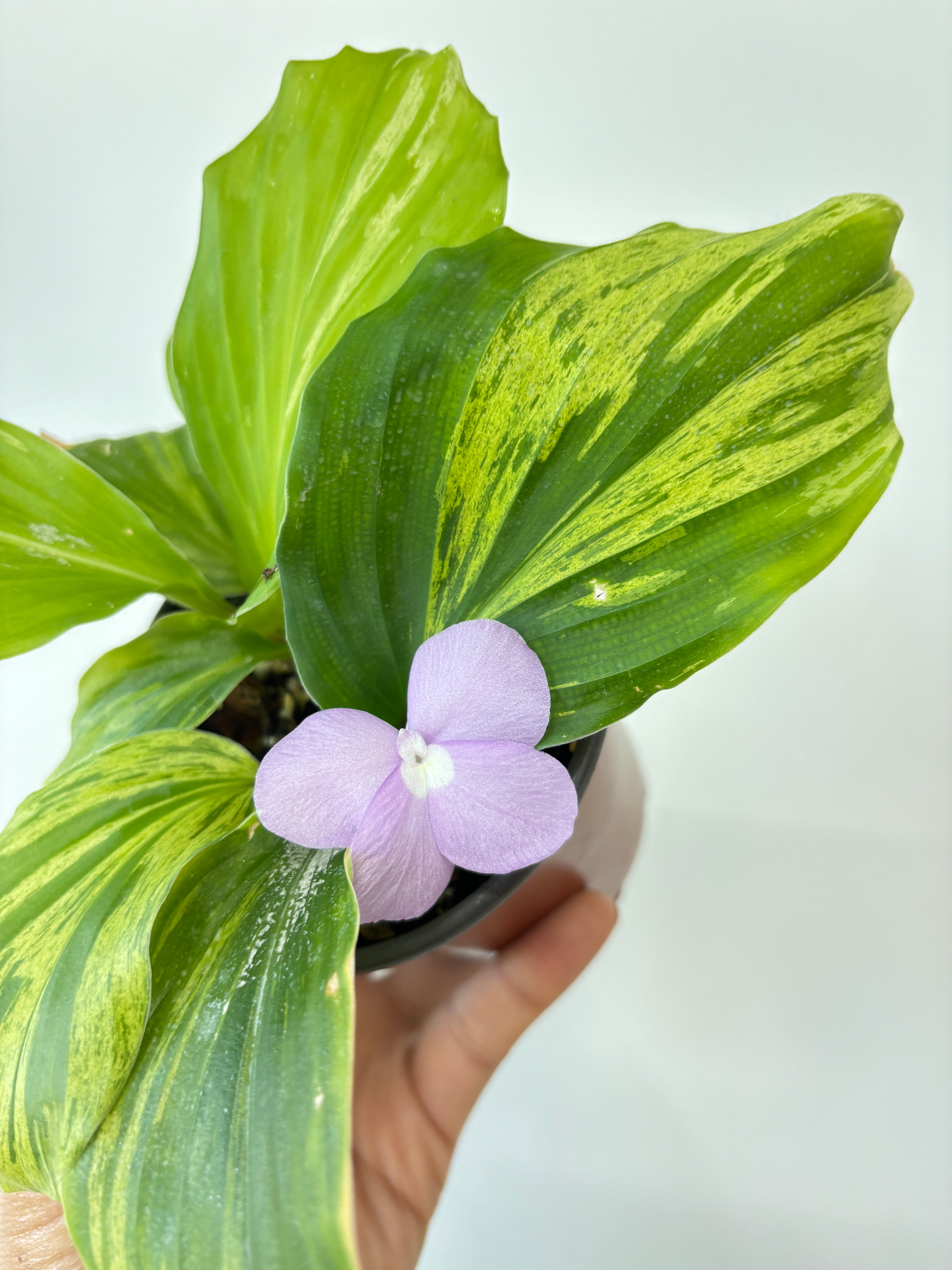 Kaempferia Variegated