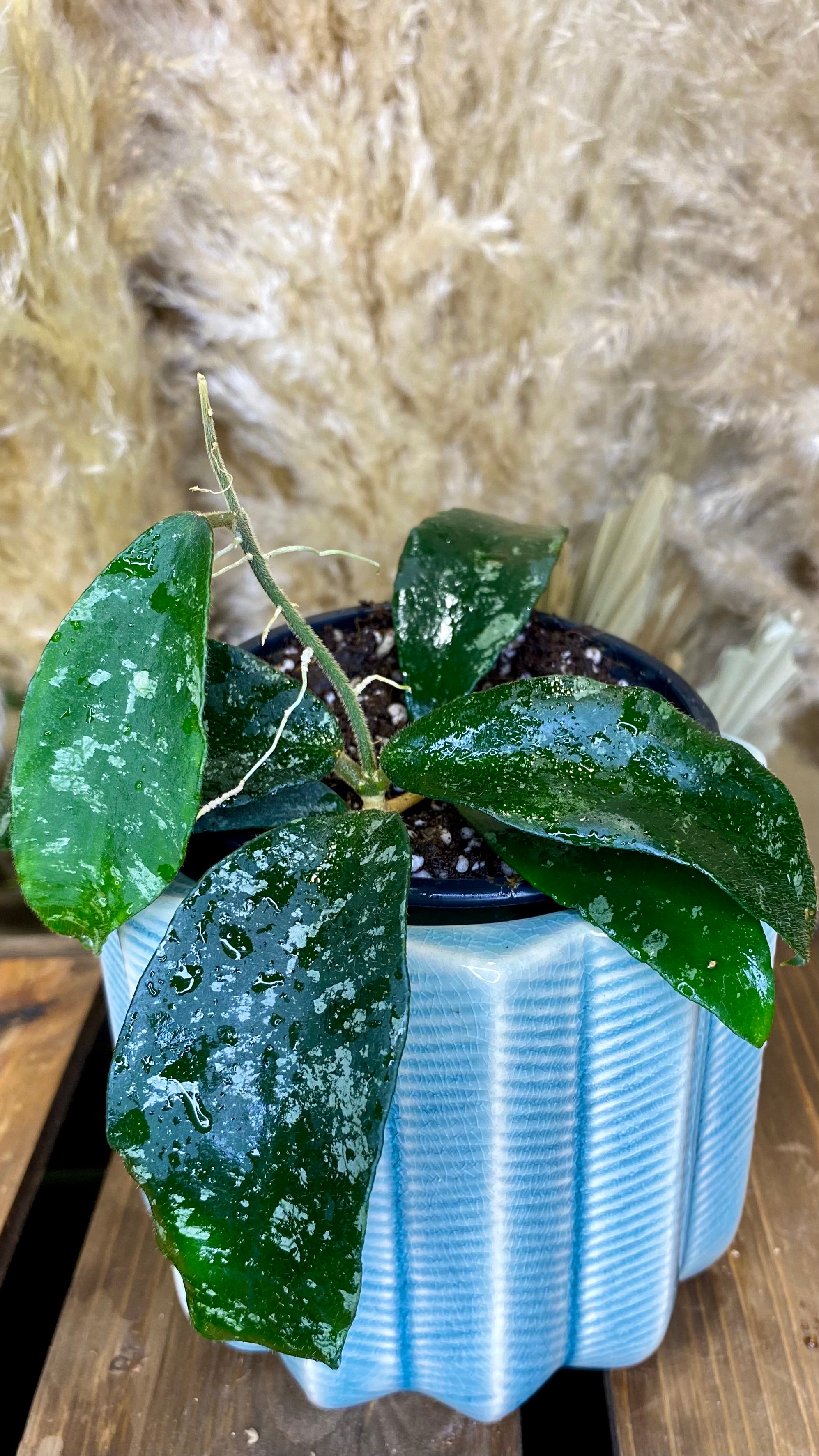 Hoya Phuwuaensis Splash