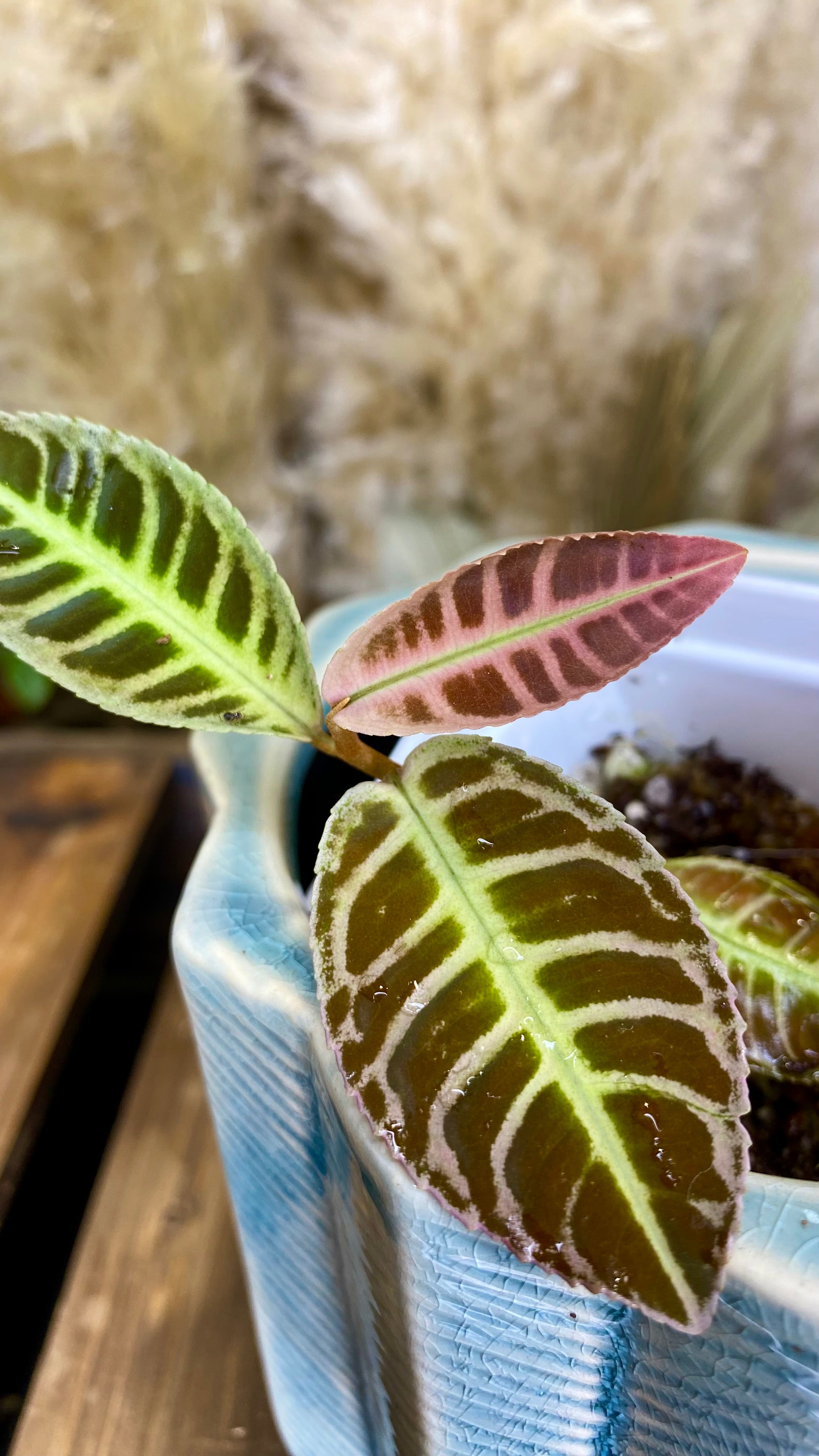 Labisia SP Riau (WL9)