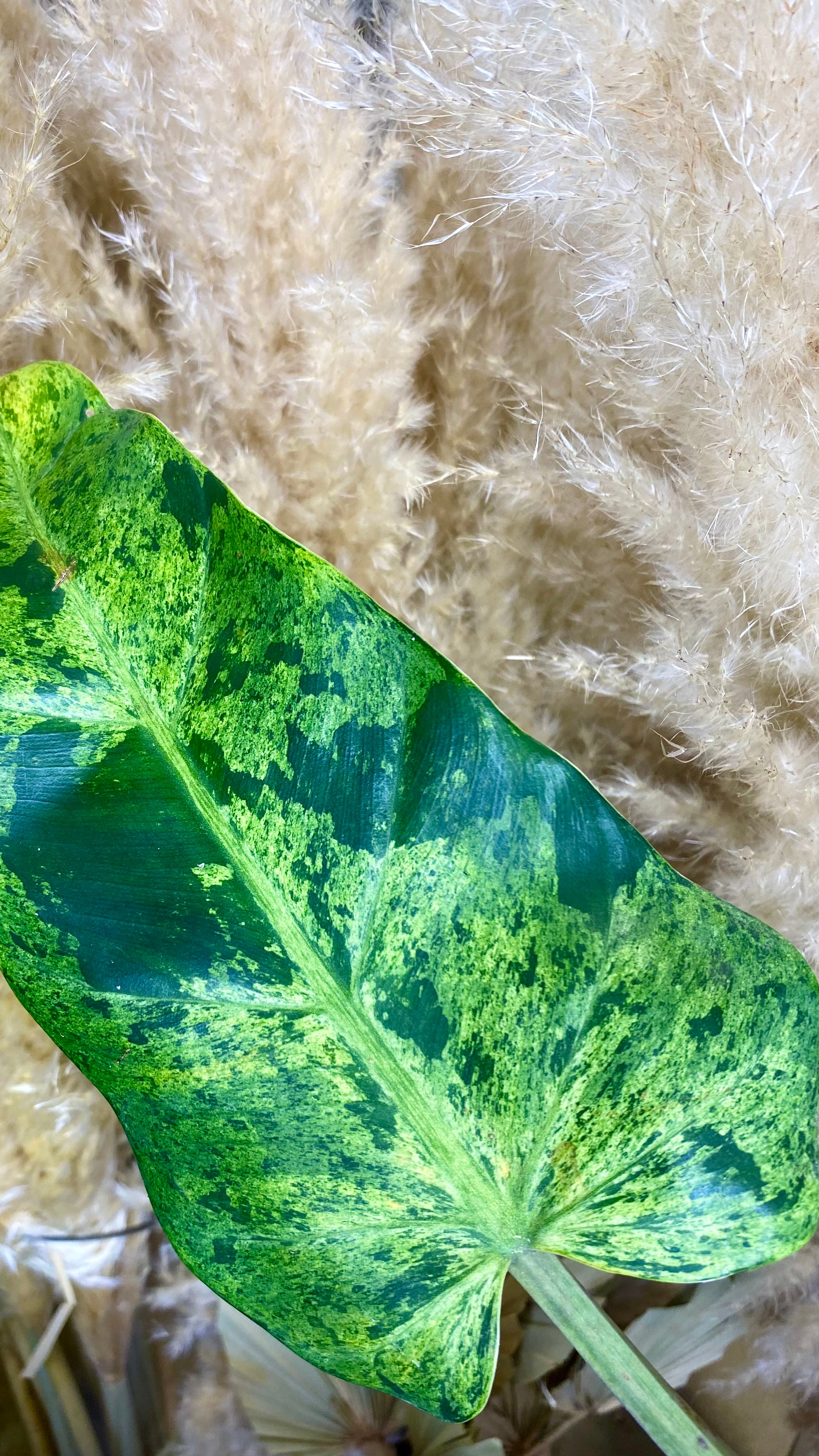 Philodendron Domesticum Marble Variegated (WP52)