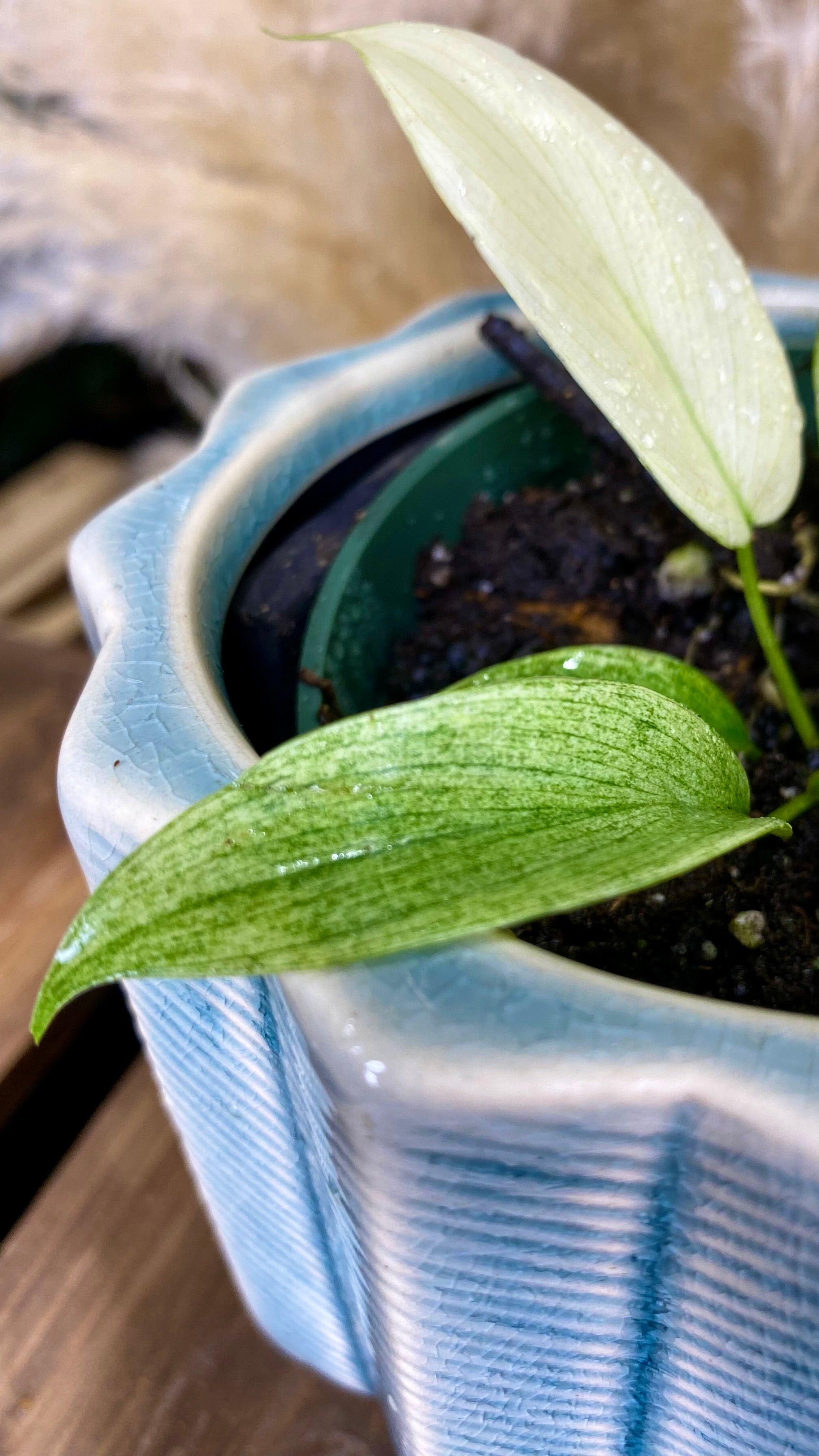 Philodendron Florida Ghost 4"