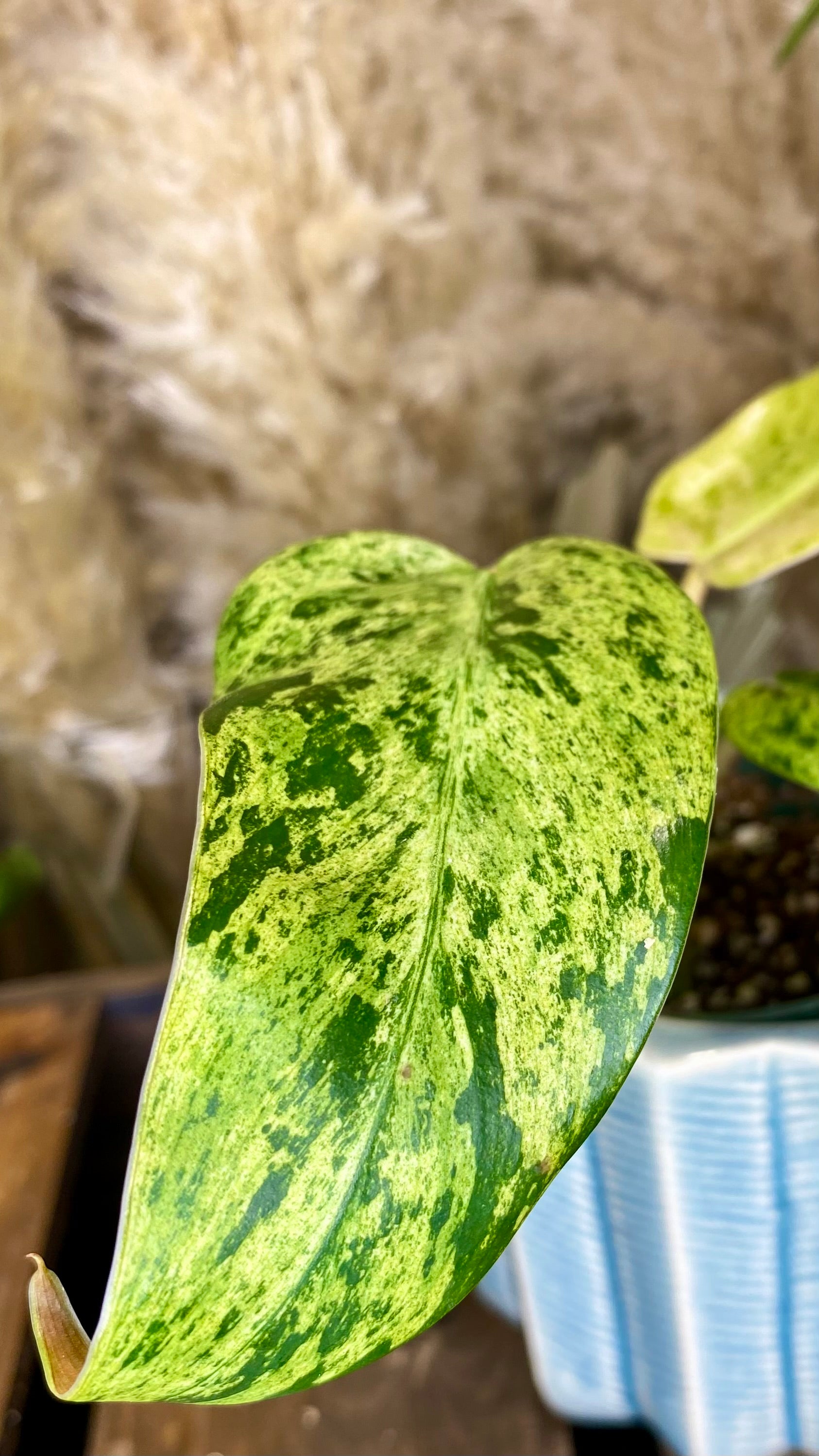 Philodendron Domesticum Marble Variegated (WP51)