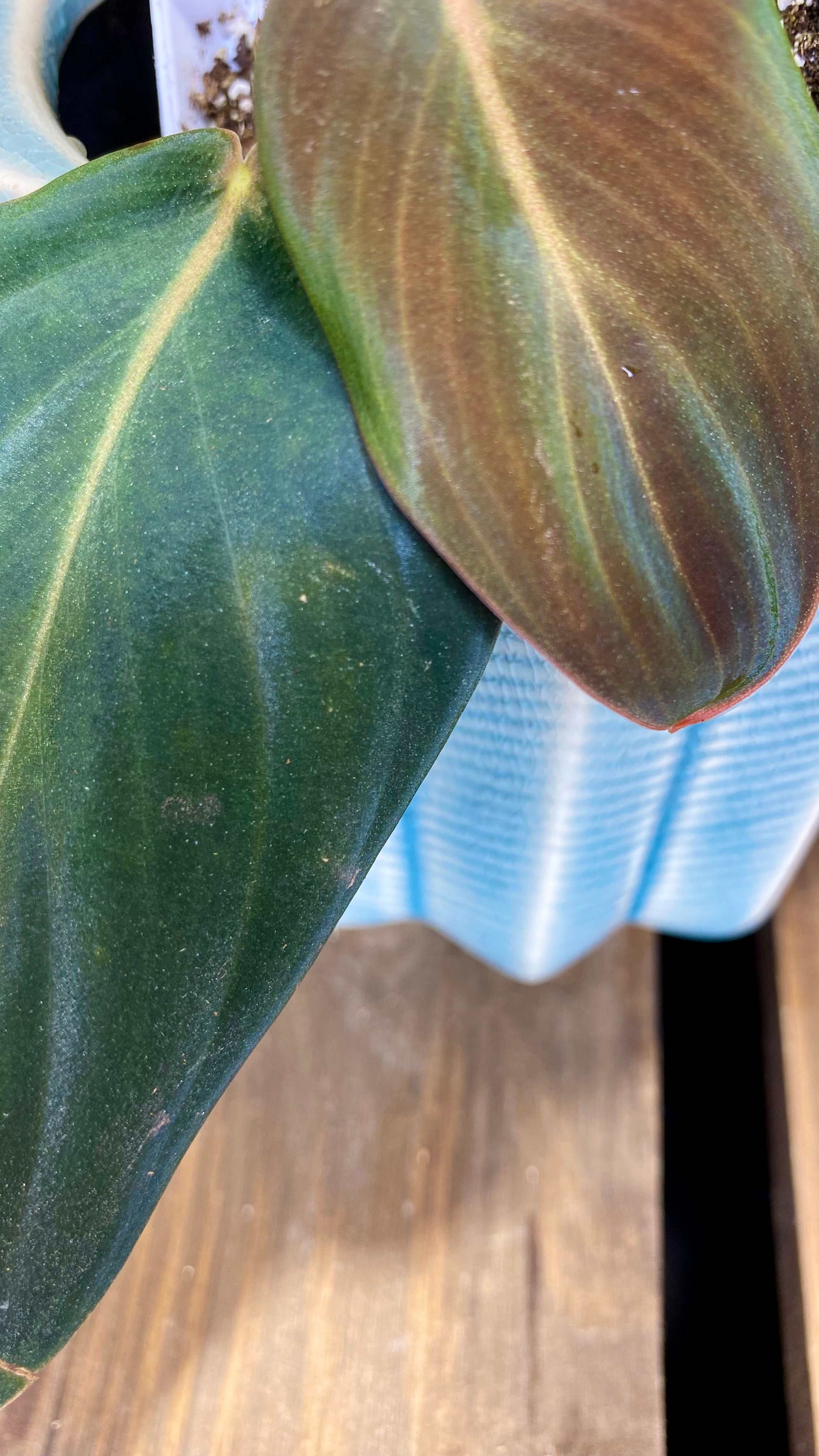 Philodendron Gigas (WP063)