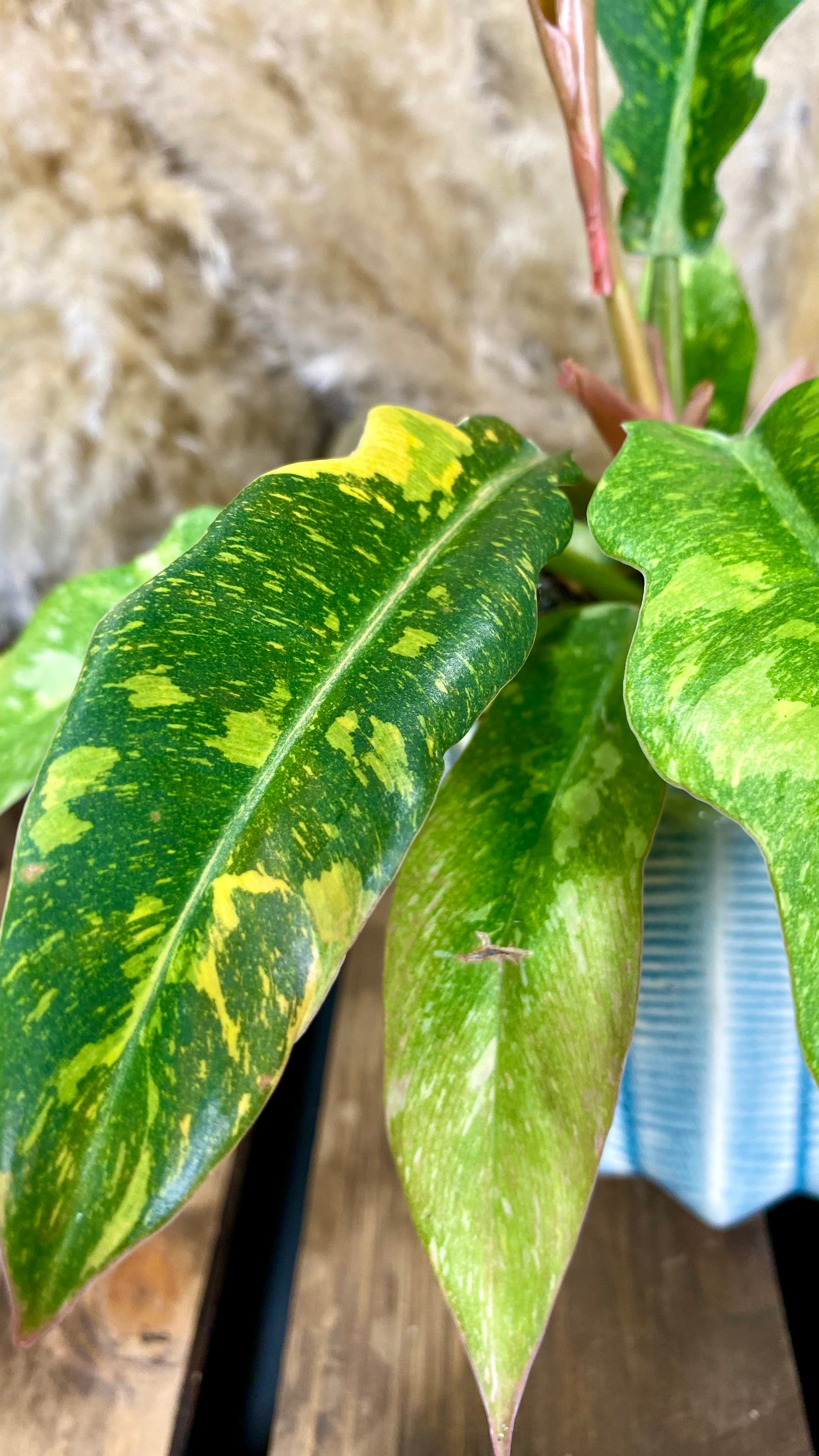 Philodendron Ring of Fire 4"