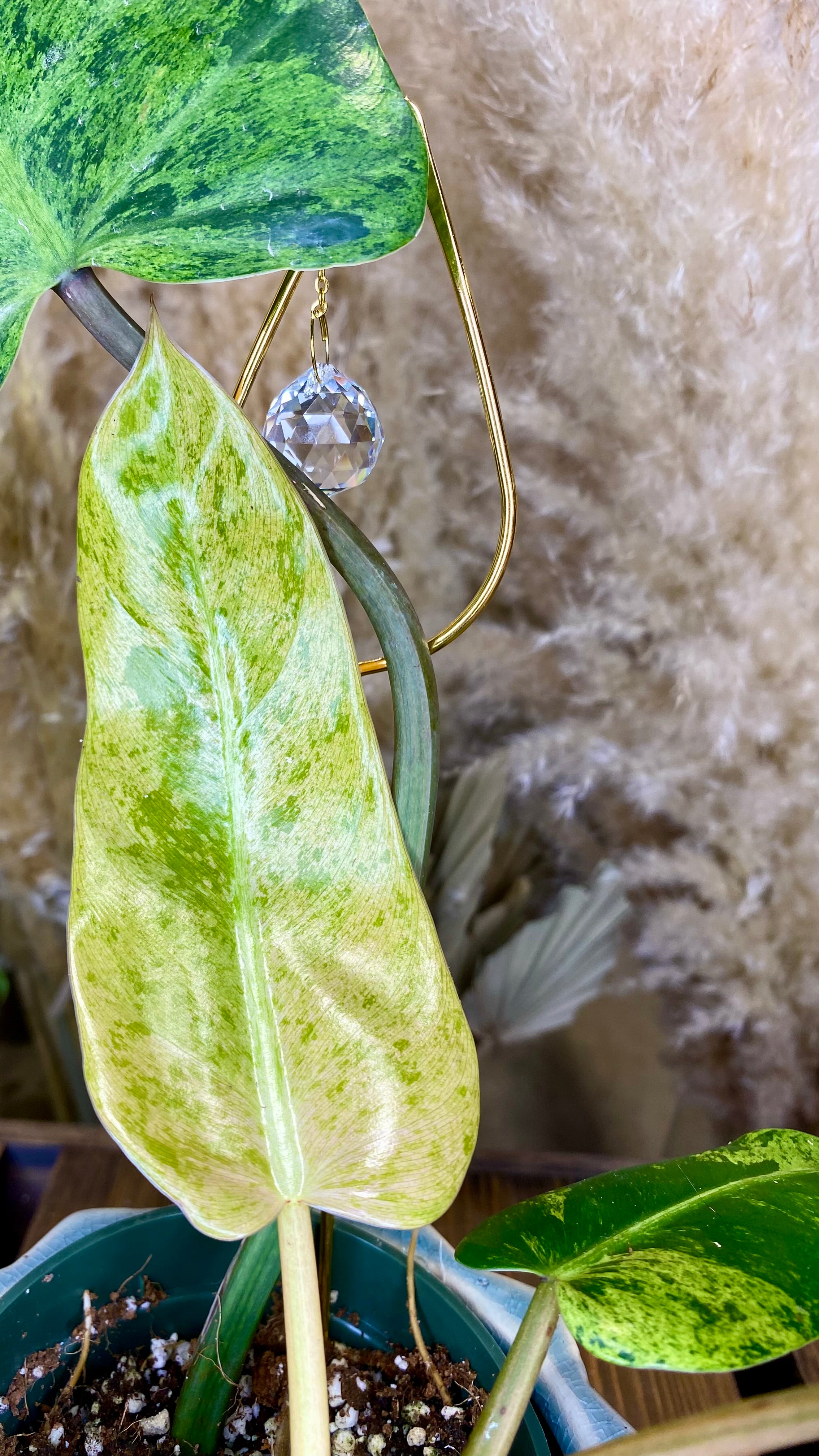 Philodendron Domesticum Marble Variegated (WP51)