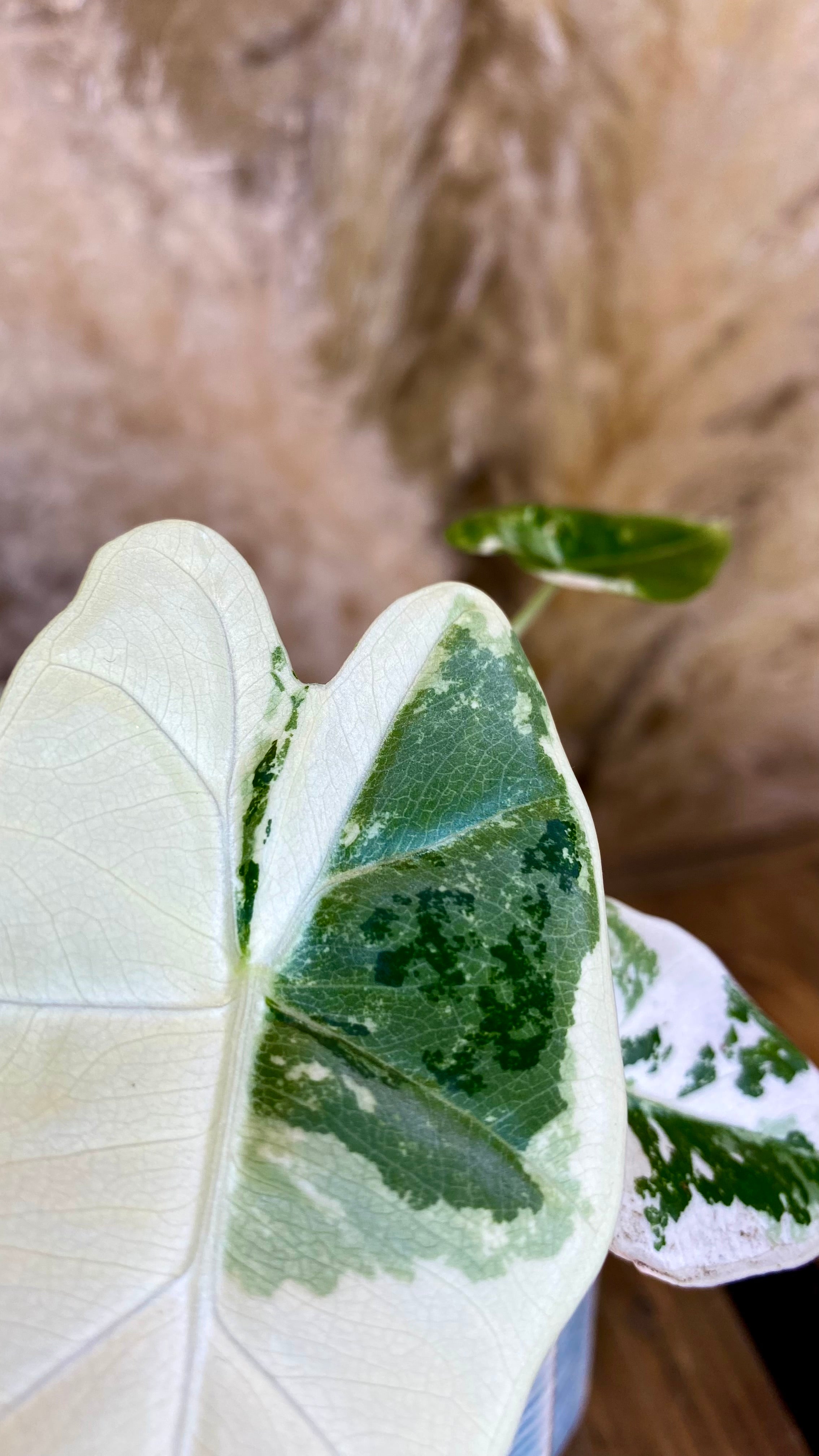 Alocasia Frydek Variegated