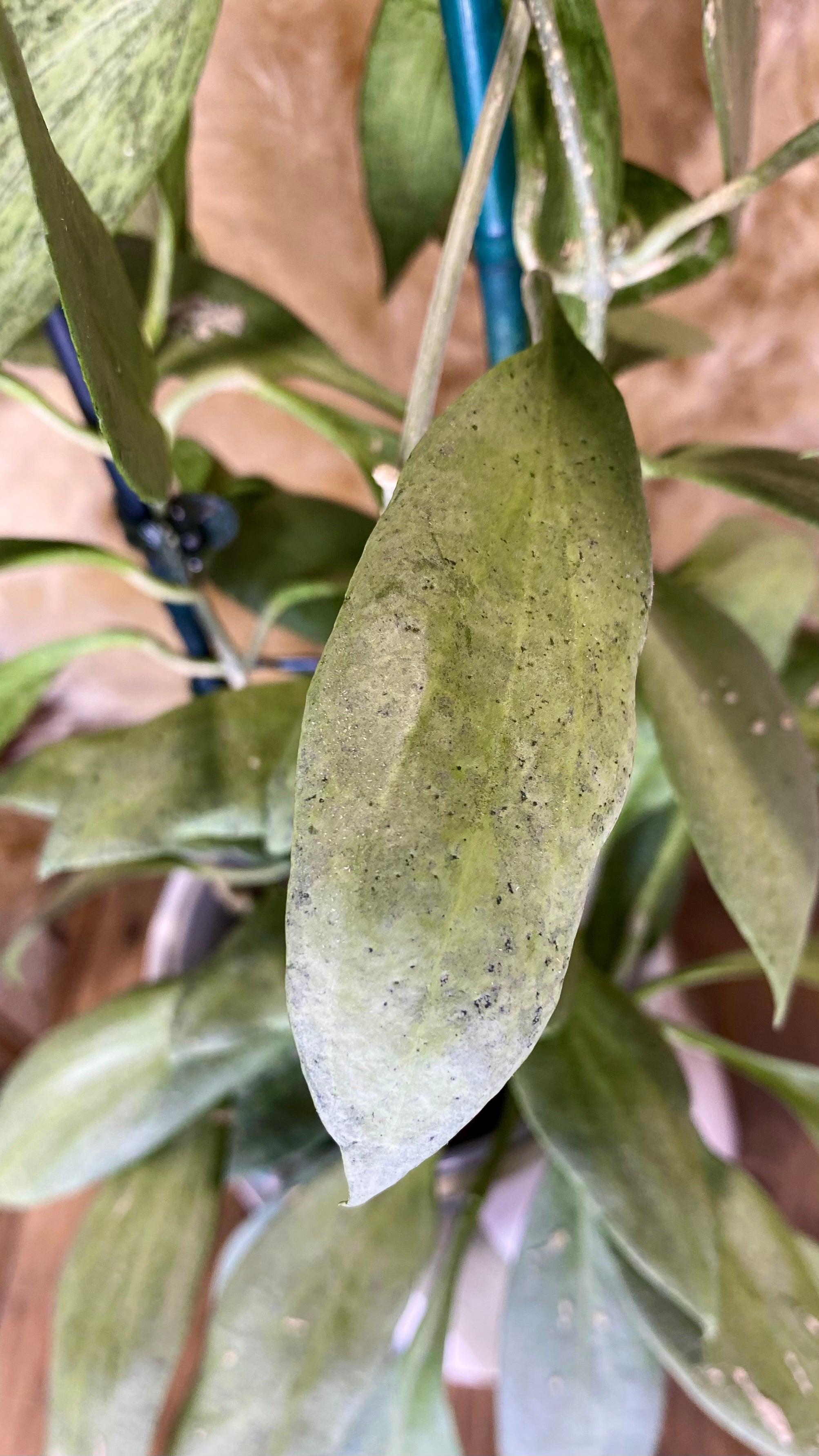 Hoya New Guinea Ghost Large